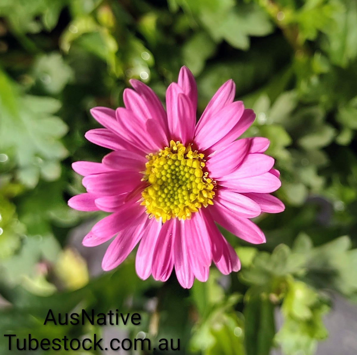 Native Daisy 'Bright Pink' Tubestock (50mm x 120mm)