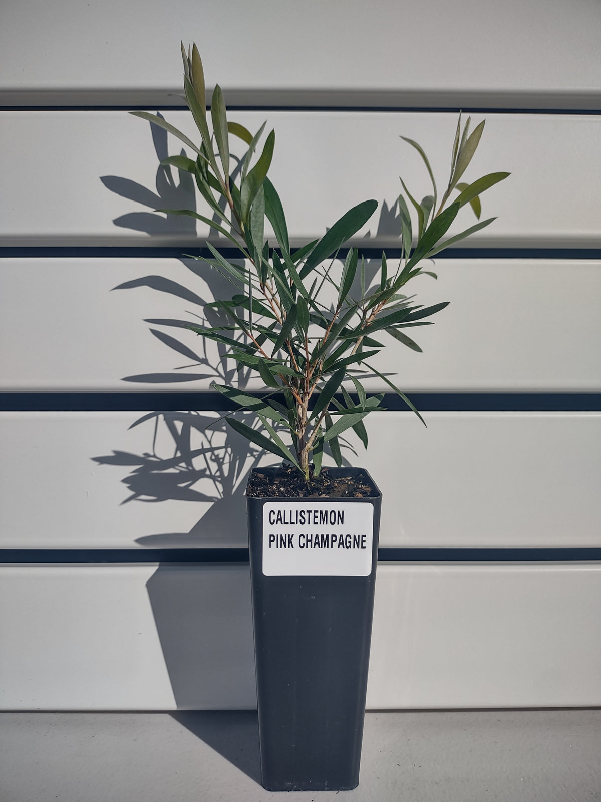 Callistemon 'Pink Champagne' Tubestock (50mm x 120mm)