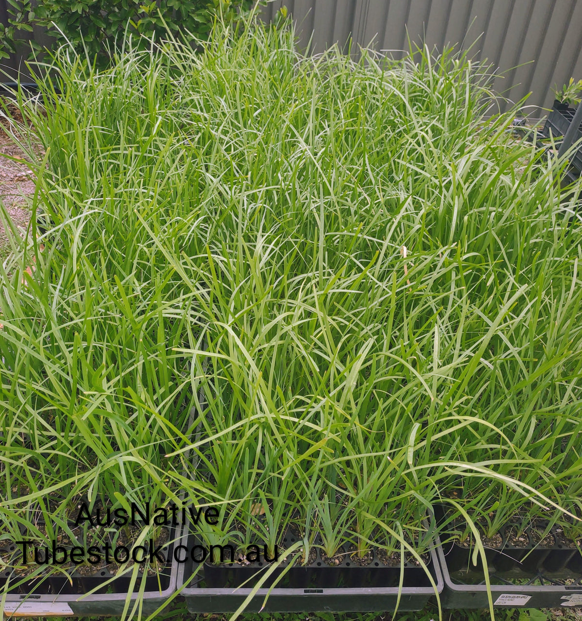 Lomandra longifolia Forestry Tray (40 Cell)