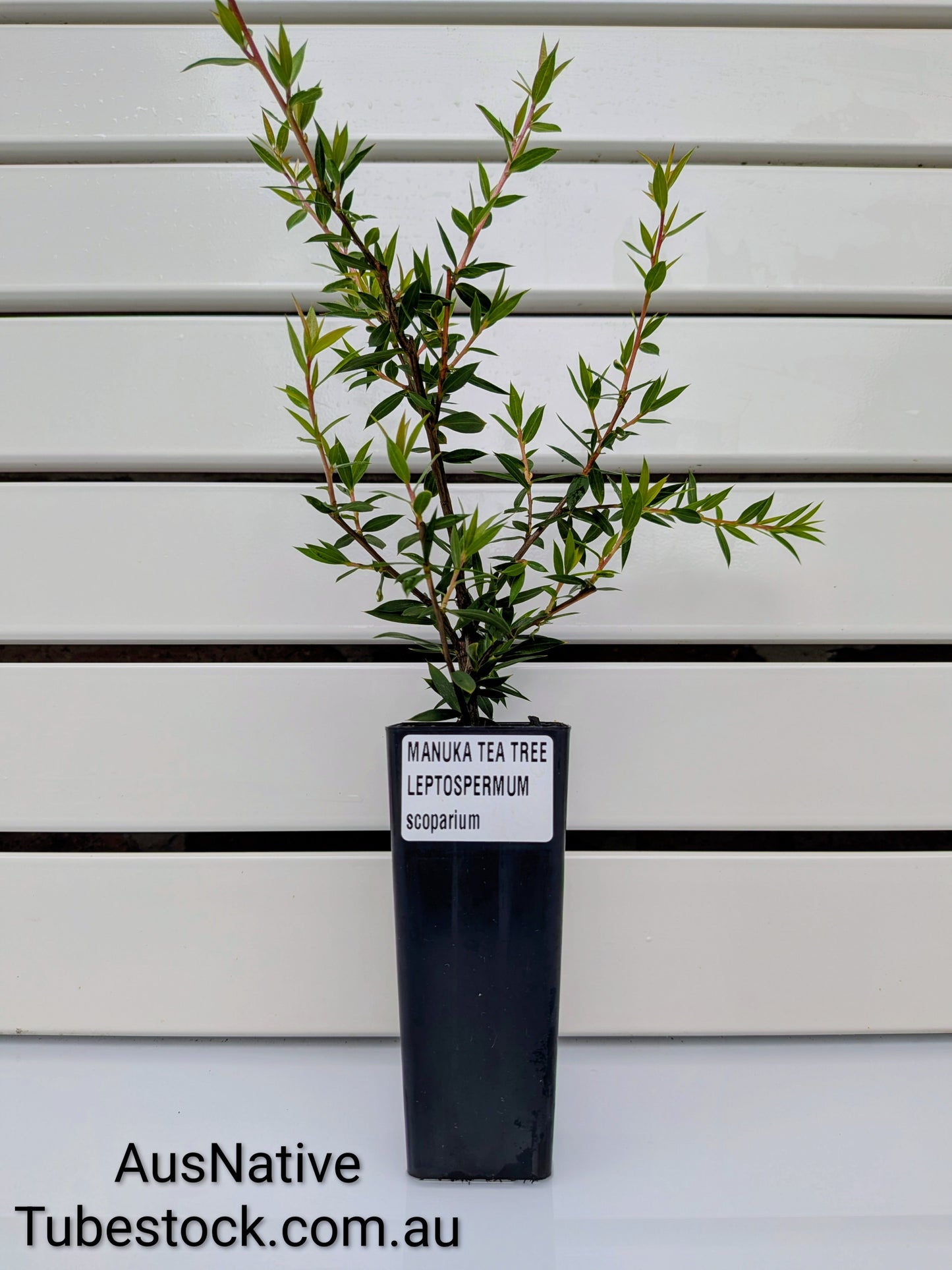 Manuka Tea Tree Tubestock (50mm x 120mm)