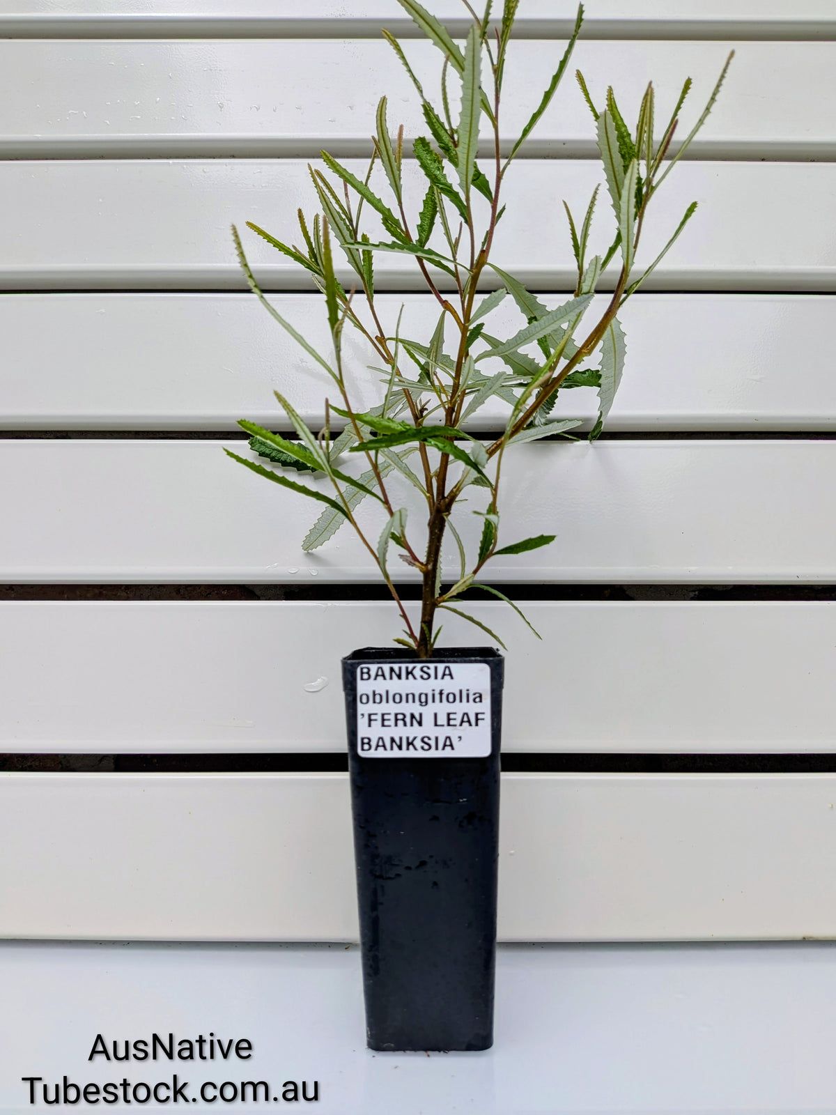 Banksia 'Fern Leaf' Tubestock (50mm x 120mm)