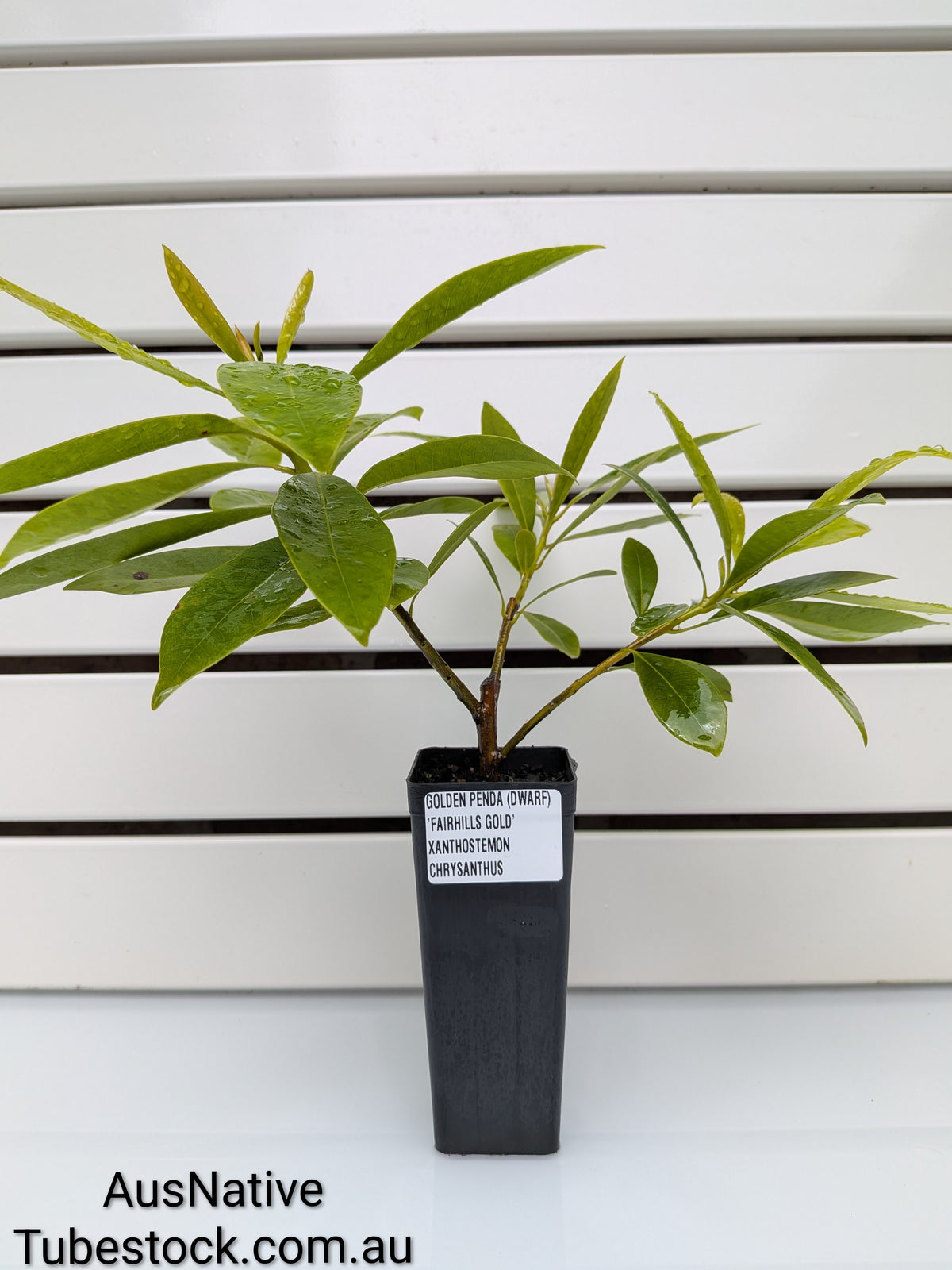 Golden Penda Dwarf 'Fairhills Gold' Tubestock (50mm x 120mm)