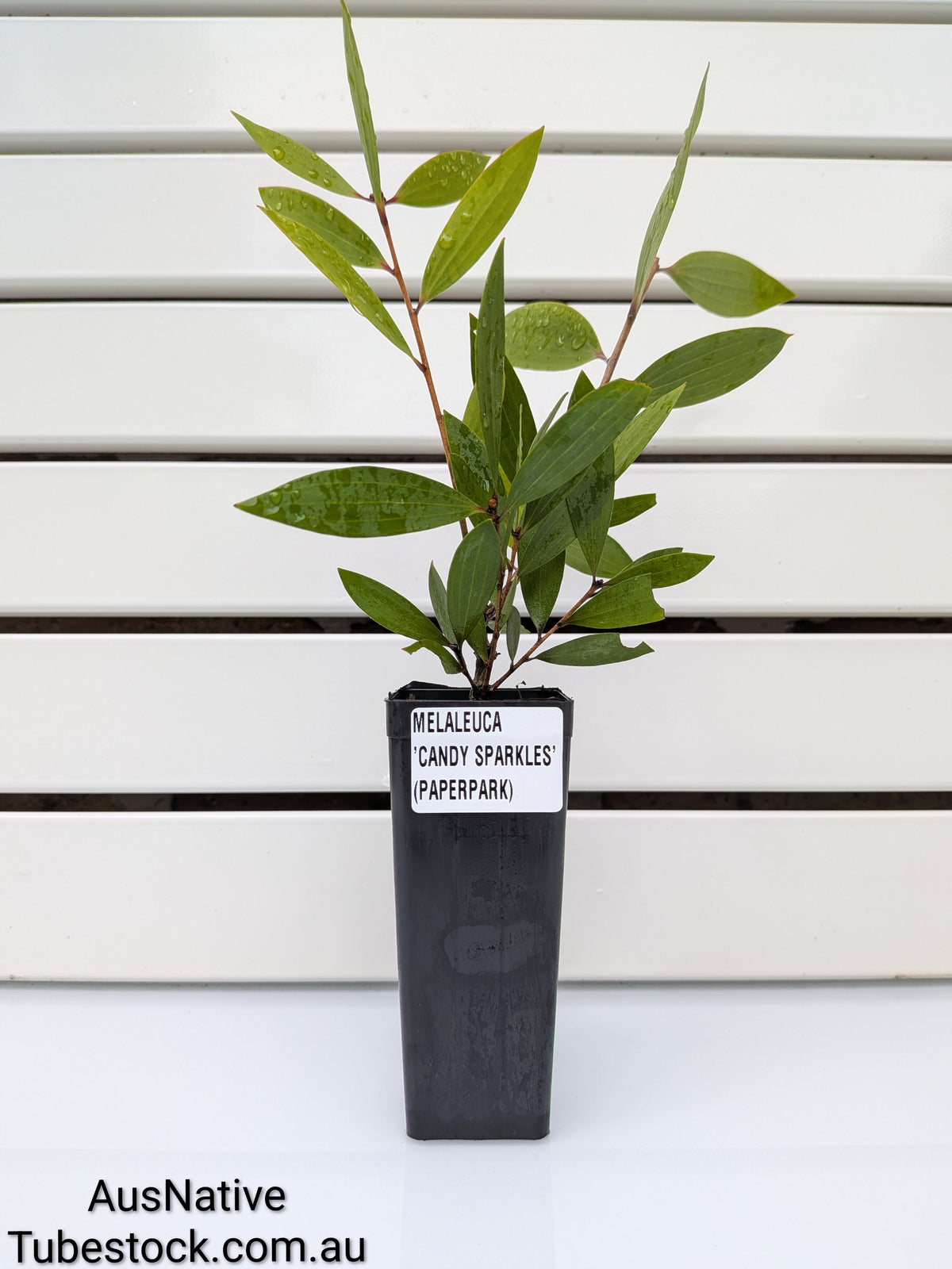 Melaleuca 'Candy Sparkles' Tubestock (50mm x 120mm)