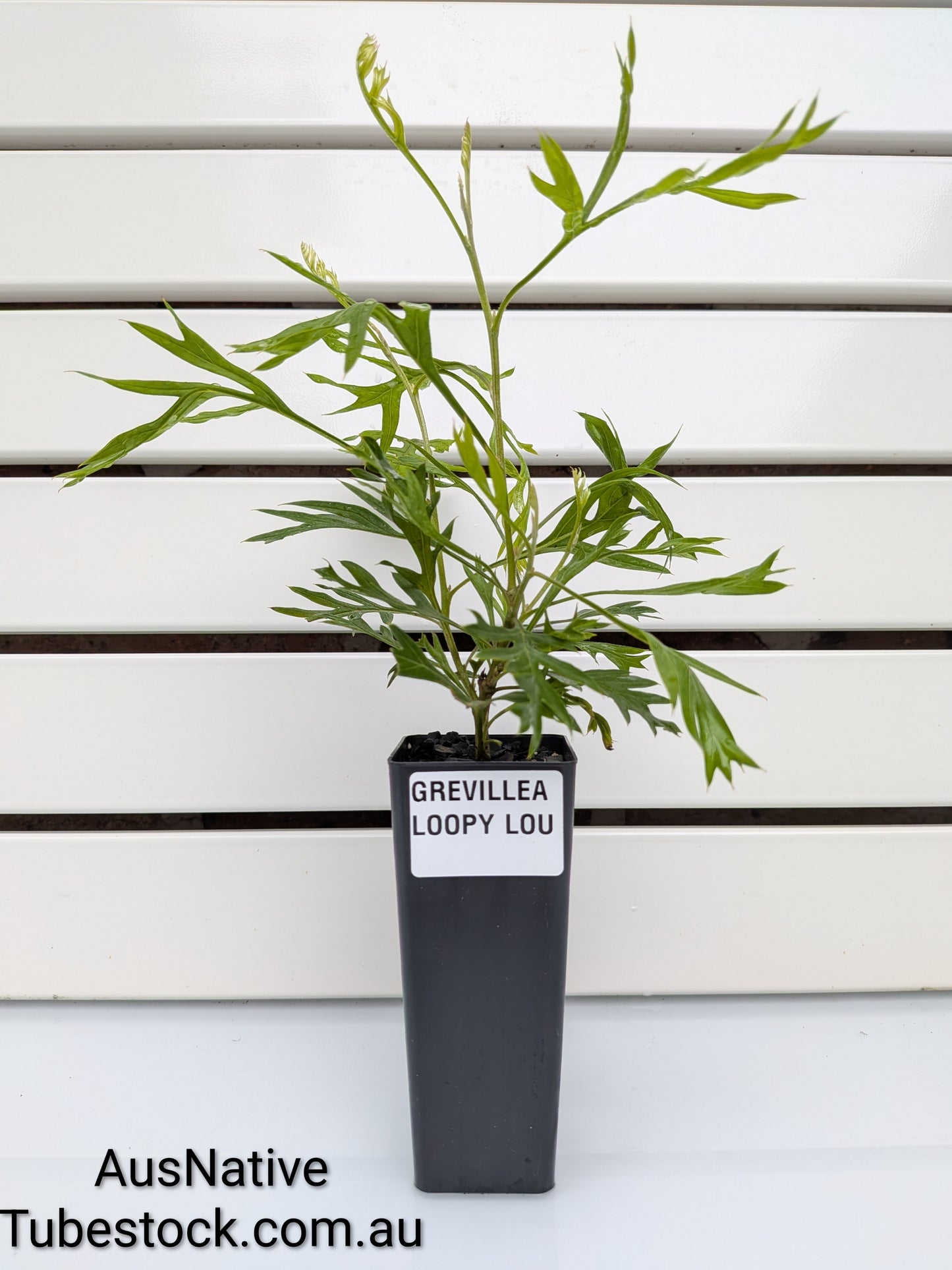 Grevillea 'Loopy Lou' Tubestock (50mm x 120mm)