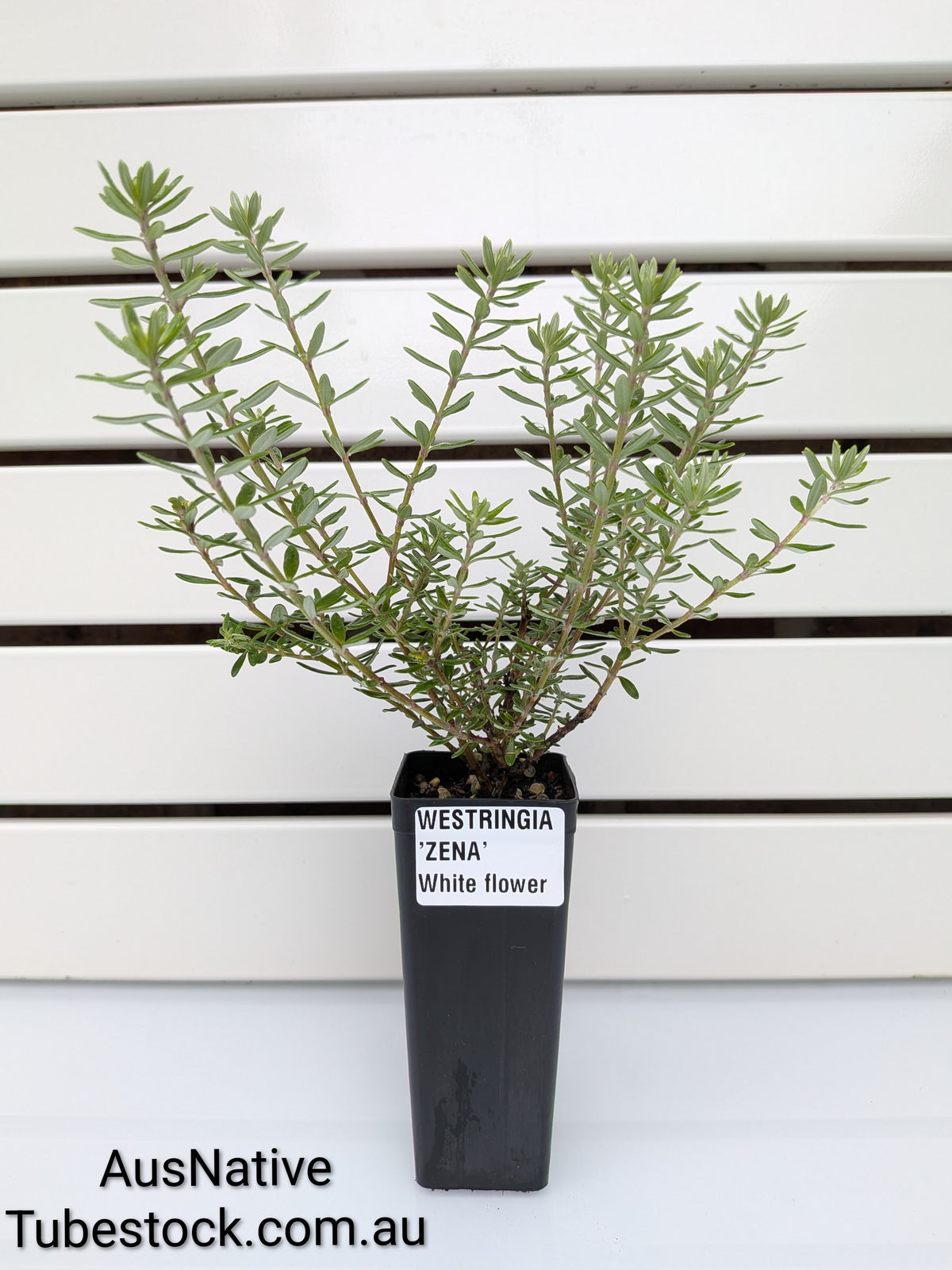 Westringia 'Zena' Tubestock (50mm x120mm)