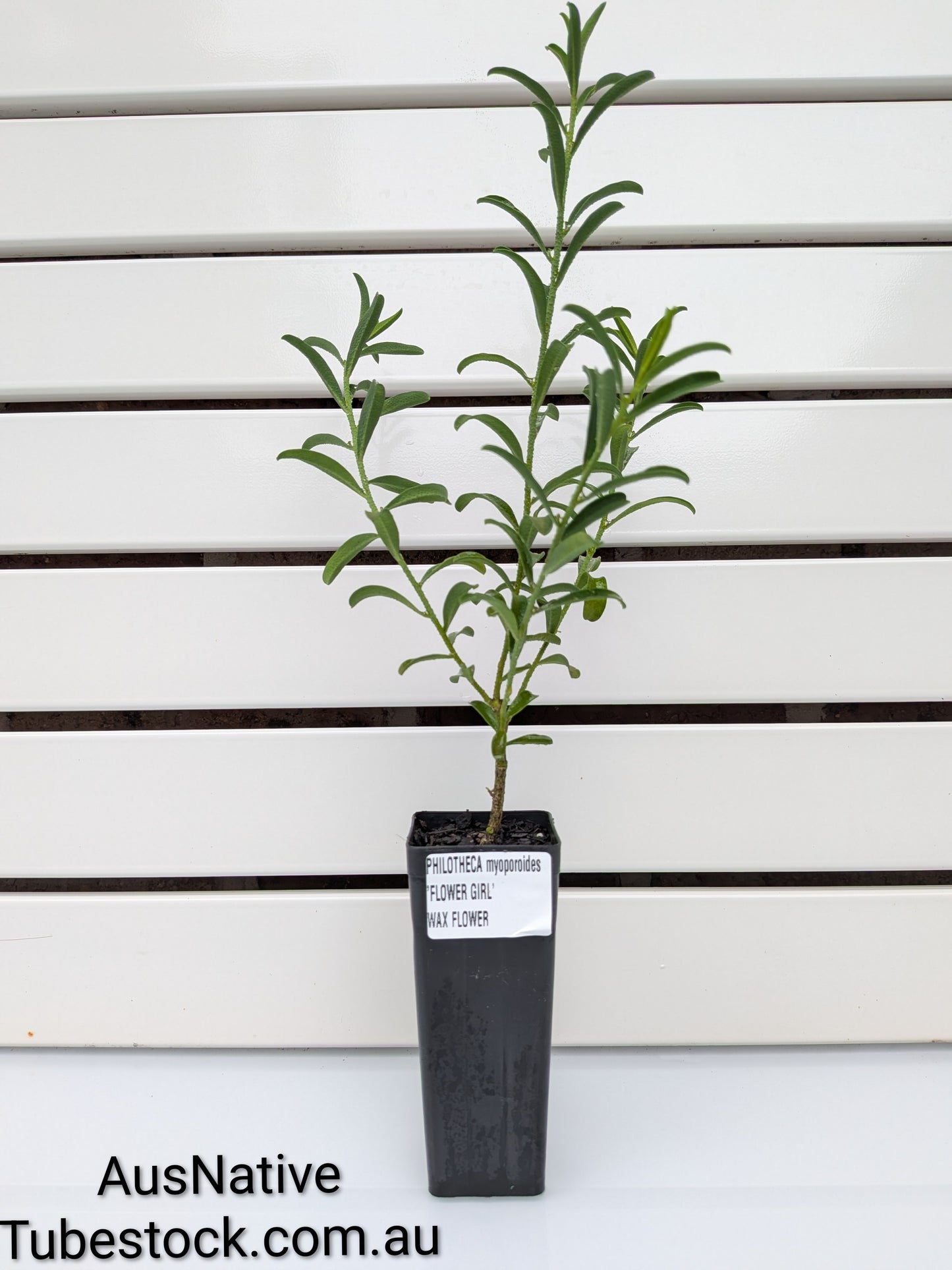 Philotheca 'Flower Girl' Tubestock (50mm x 120mm)