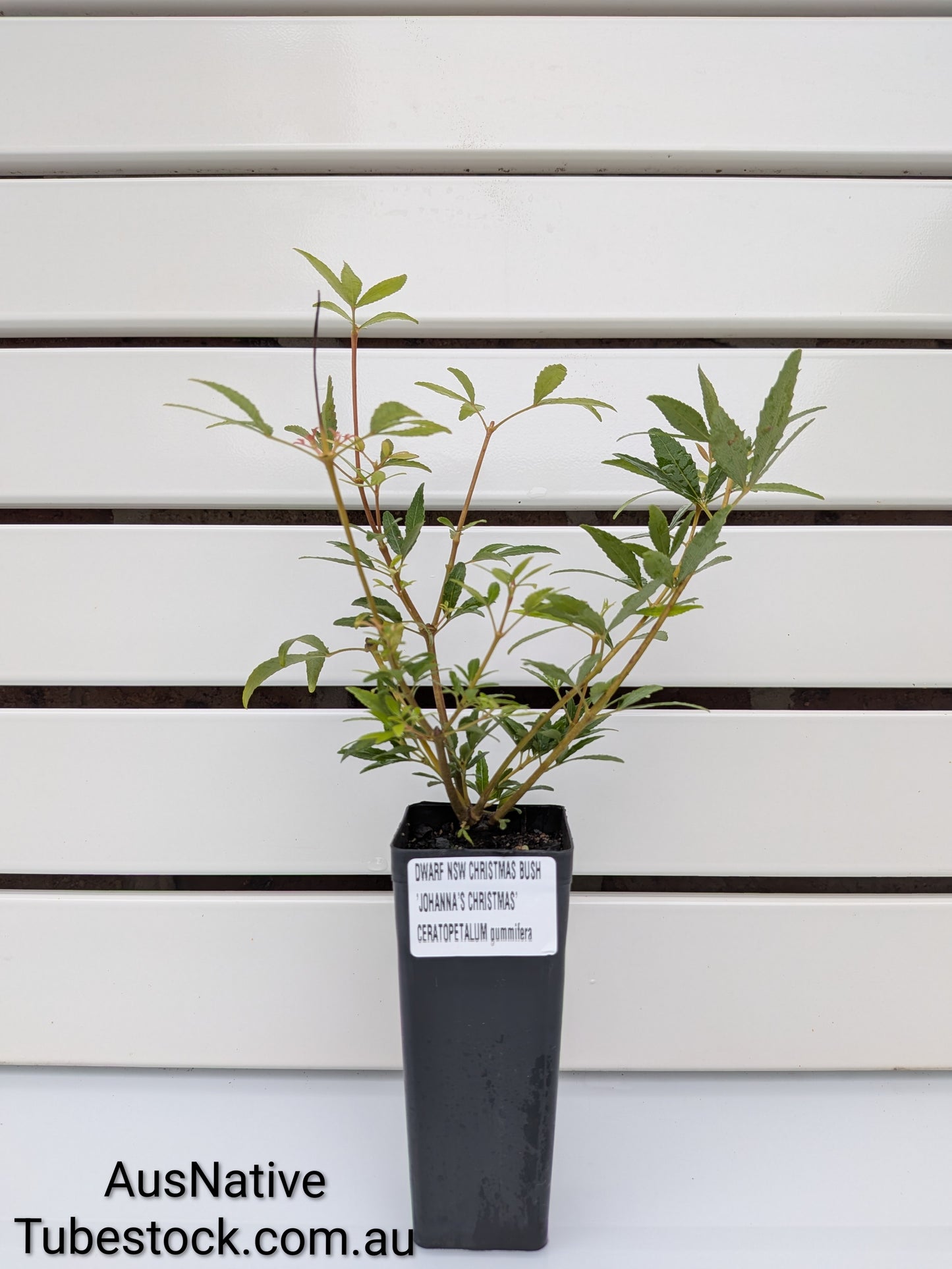 Dwarf NSW Christmas Bush 'Johanna's Christmas' Tubestock (50mm x 120mm)