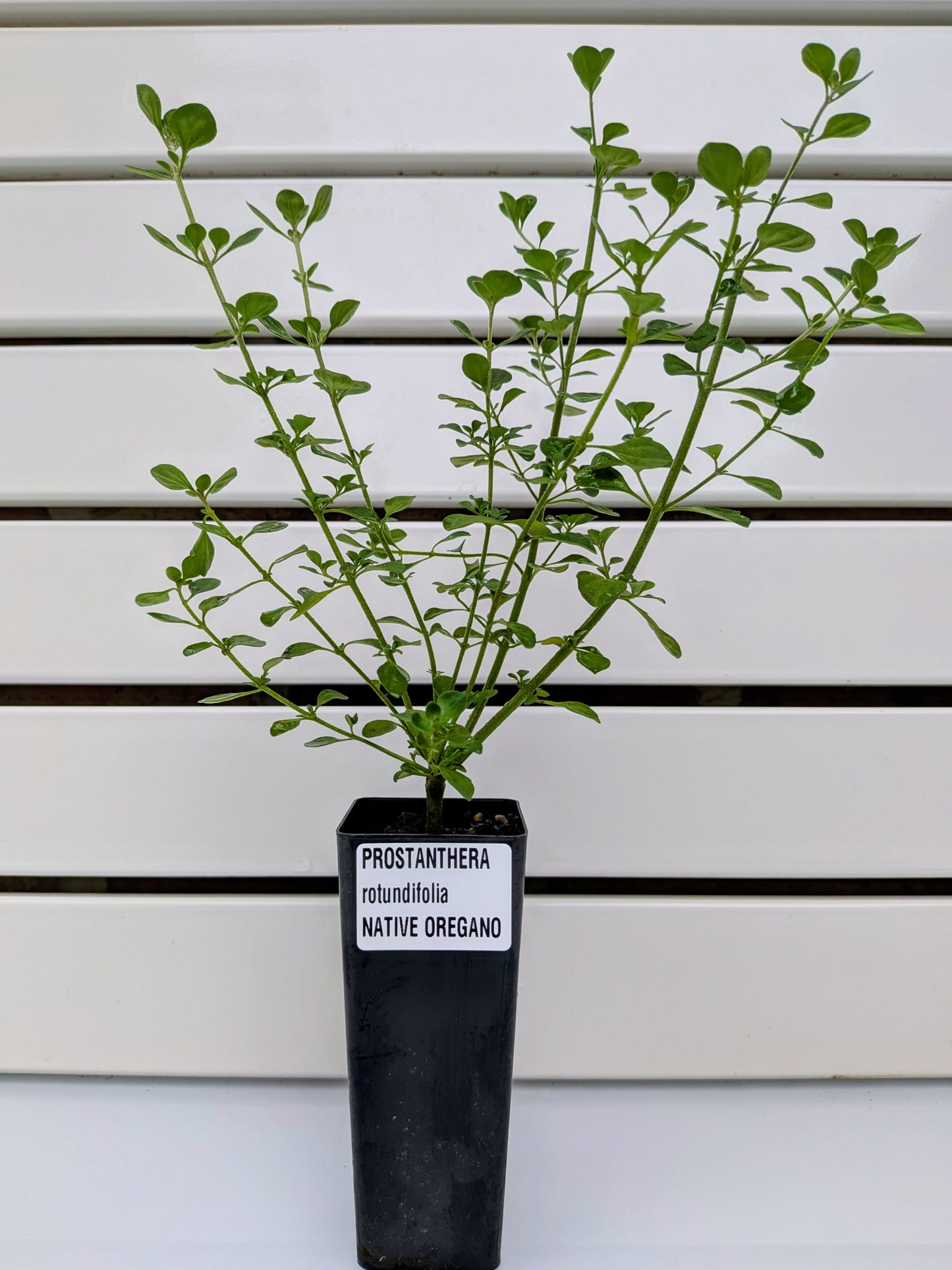 Mint Bush 'Native Oregano' Tubestock (50mm x 120mm)