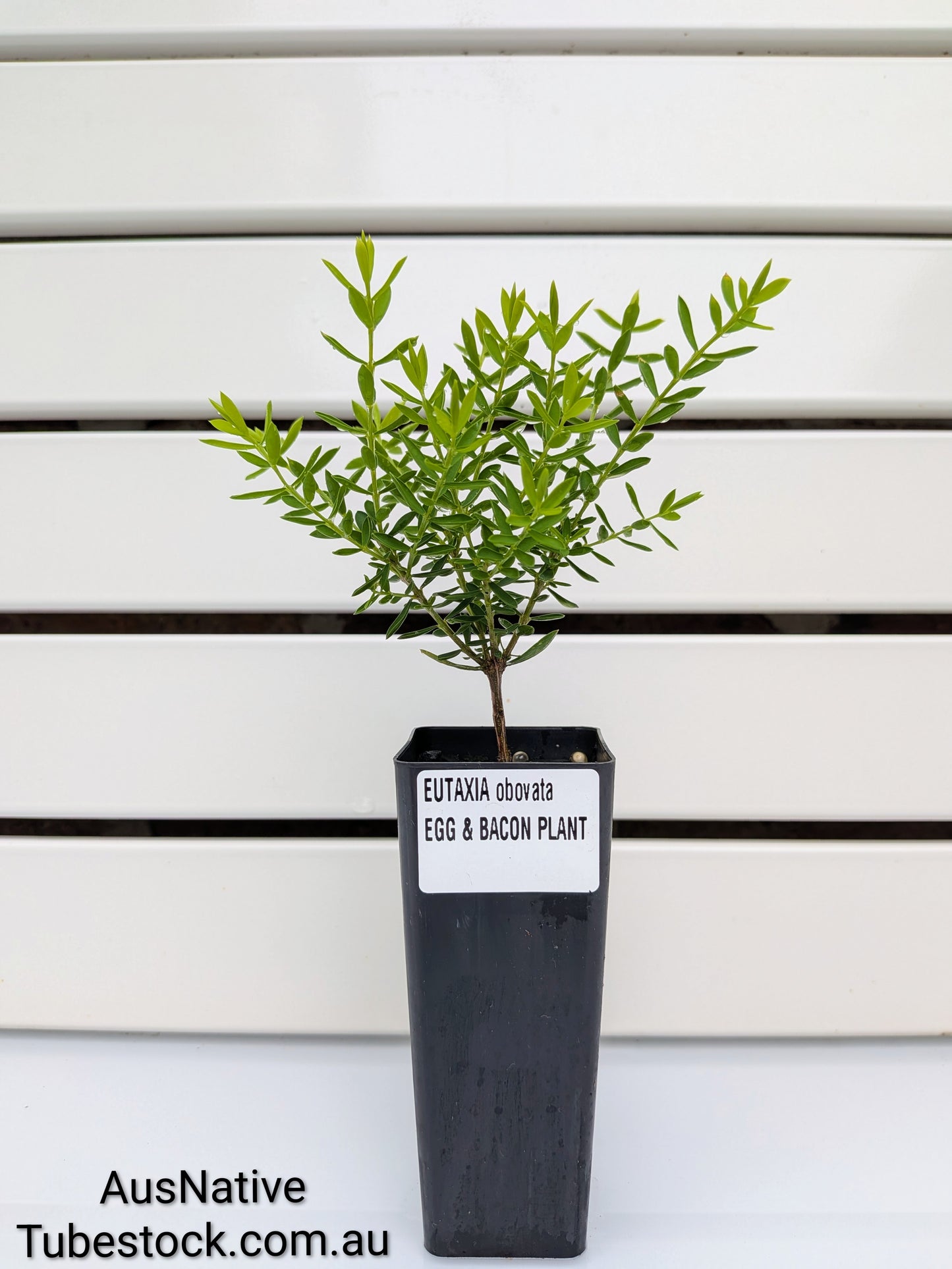 Eutaxia obovata 'Nana' | Egg and Bacon Plant Tubestock (50mm x 120mm)