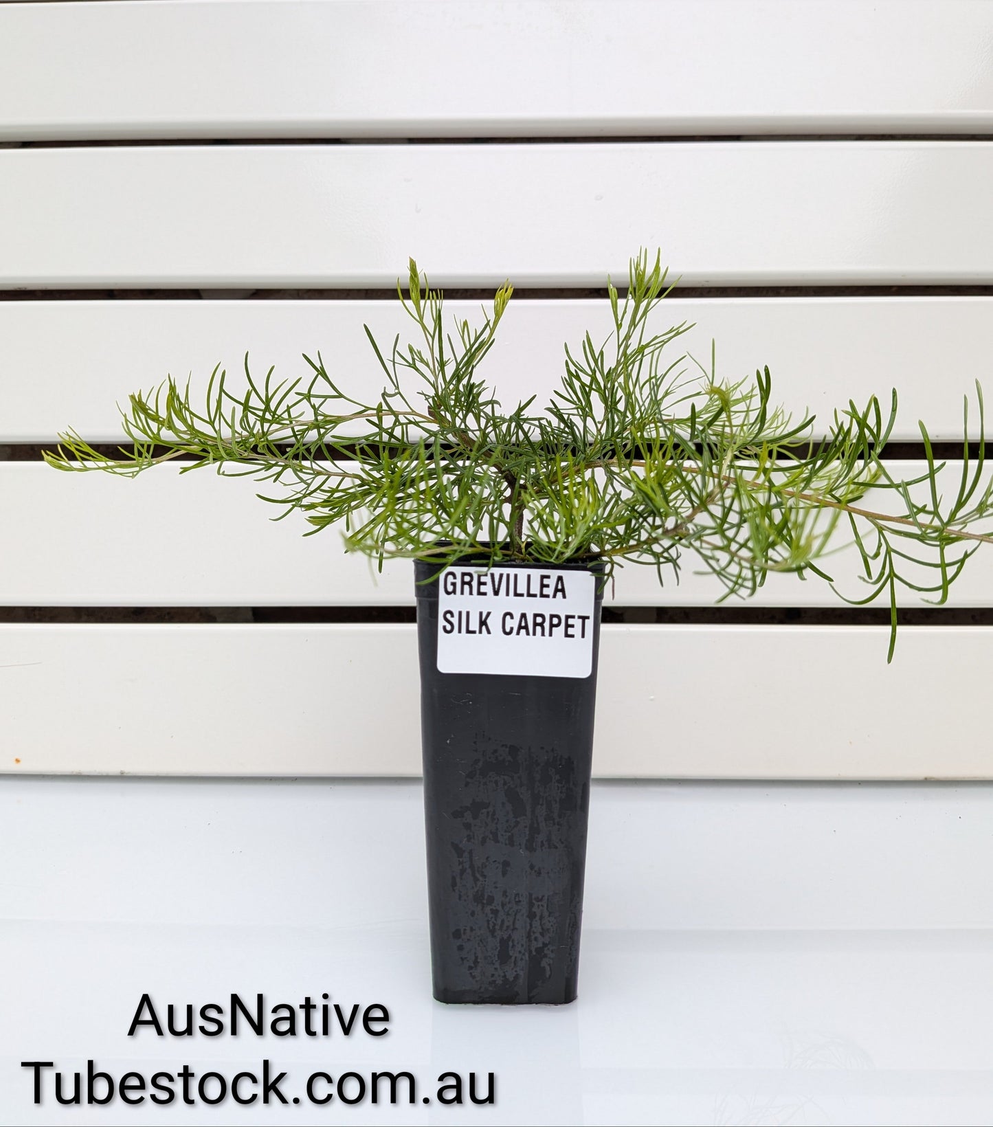 Grevillea 'Silk Carpet' Tubestock (50mm x 120mm)
