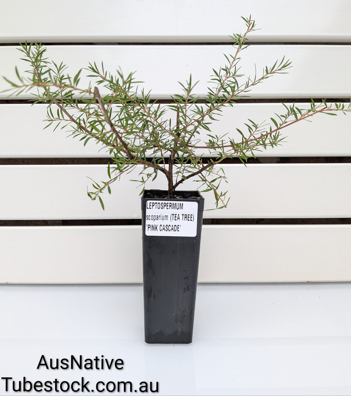 Leptospermum ' Pink Cascade' Tubestock (50mm x 120mm)