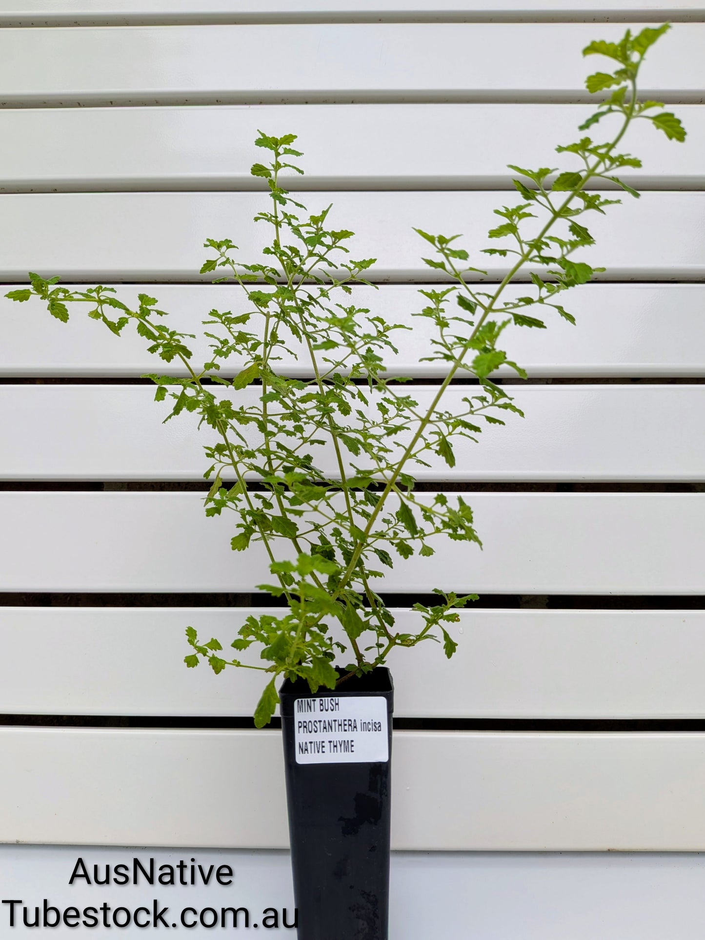 Mint Bush 'Native Thyme' Tubestock (50mm x 120mm)