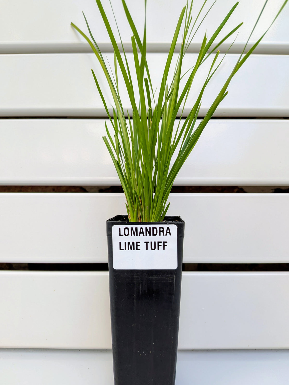 Lomandra 'Lime Tuff Tubestock (50mm x 120mm)