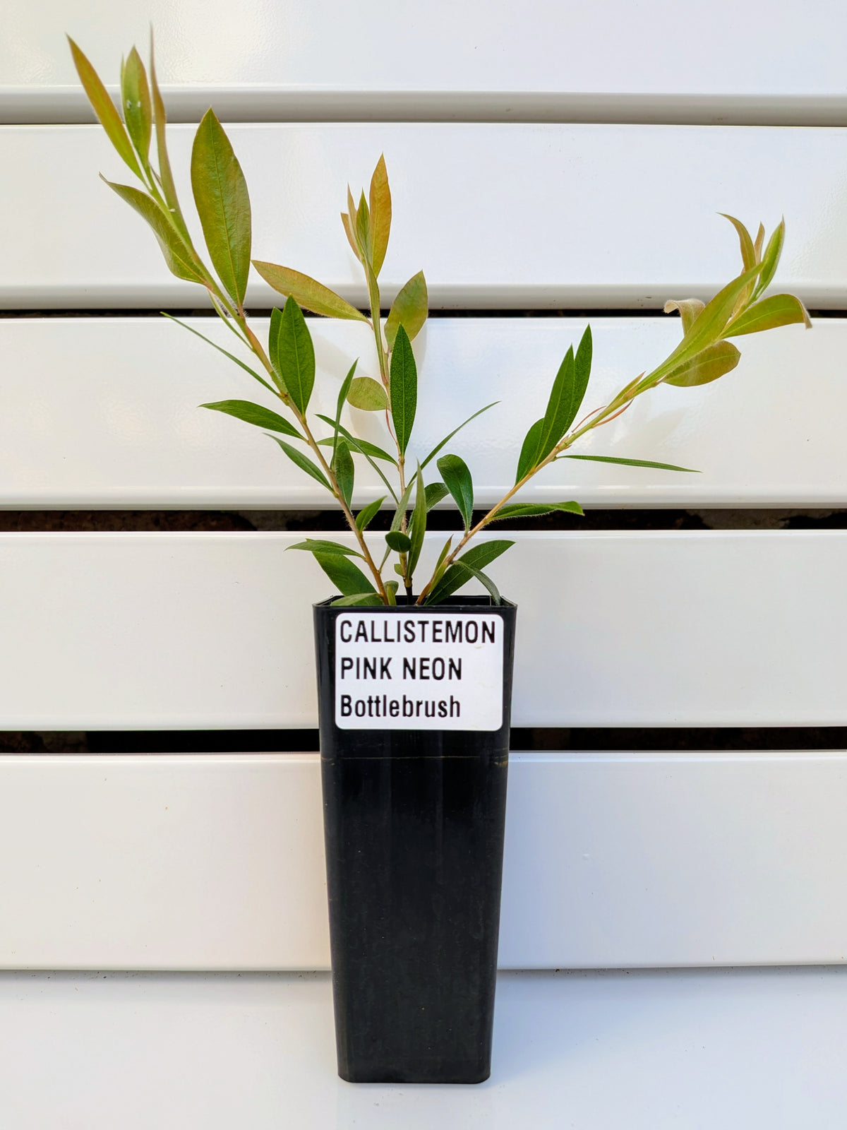 Callistemon 'Pink Neon' Tubestock (50mm x 120mm)