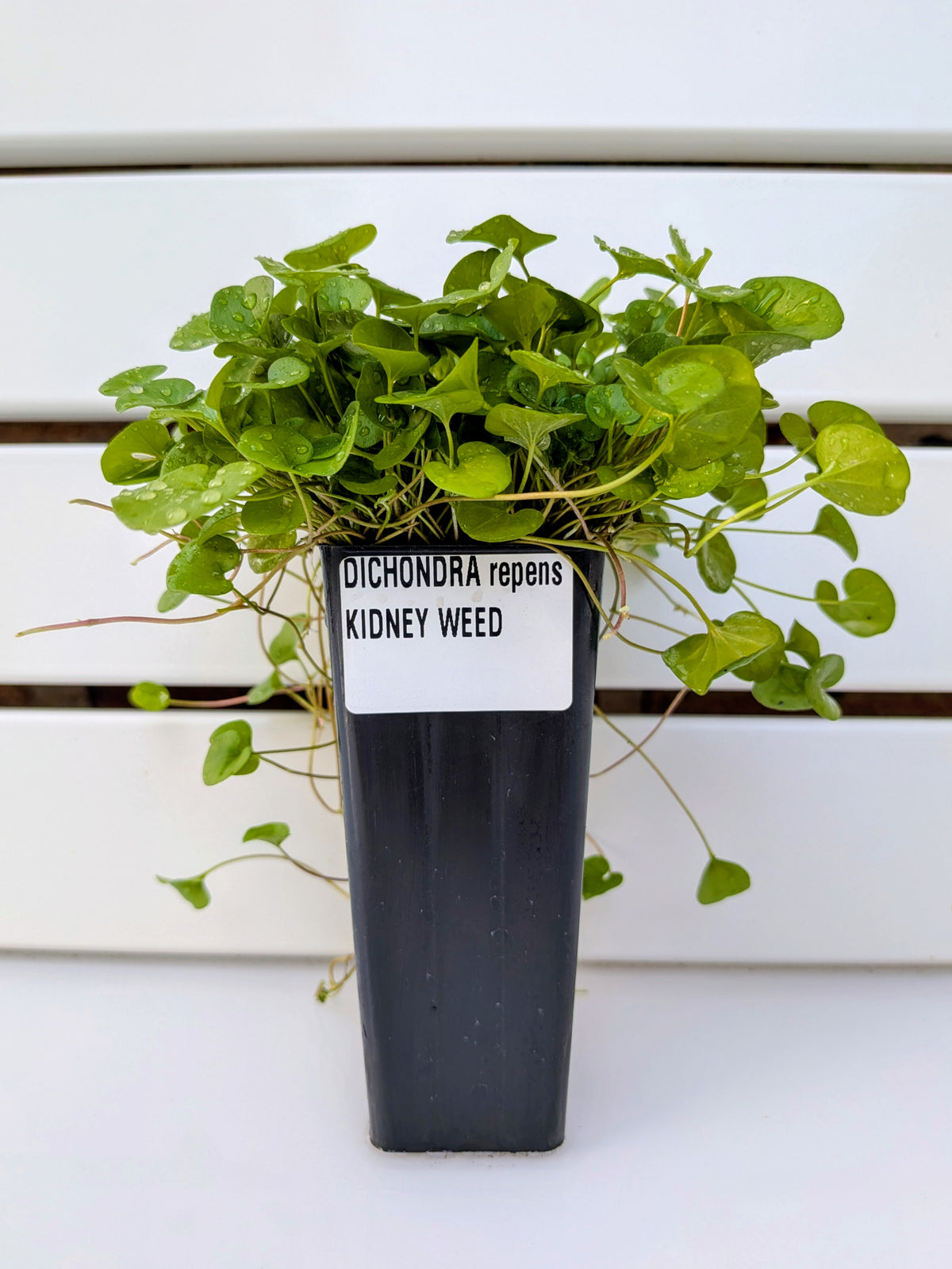 Dichondra repens Tubestock (50mm x 120mm)