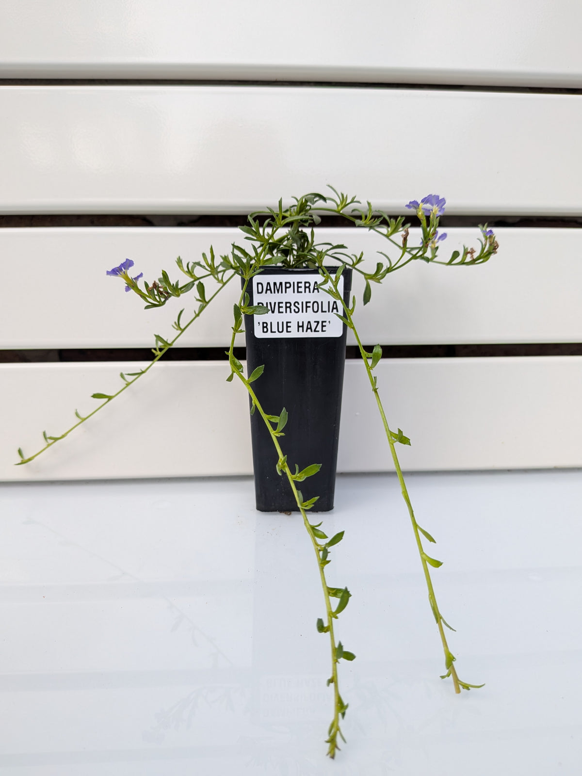 Dampiera diversifolia 'Blue Haze' Tubestock (50mm x 120mm)