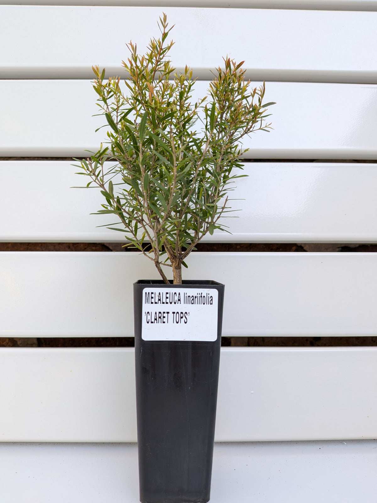 Melaleuca 'Claret Tops' Tubestock (50mm x 120mm)