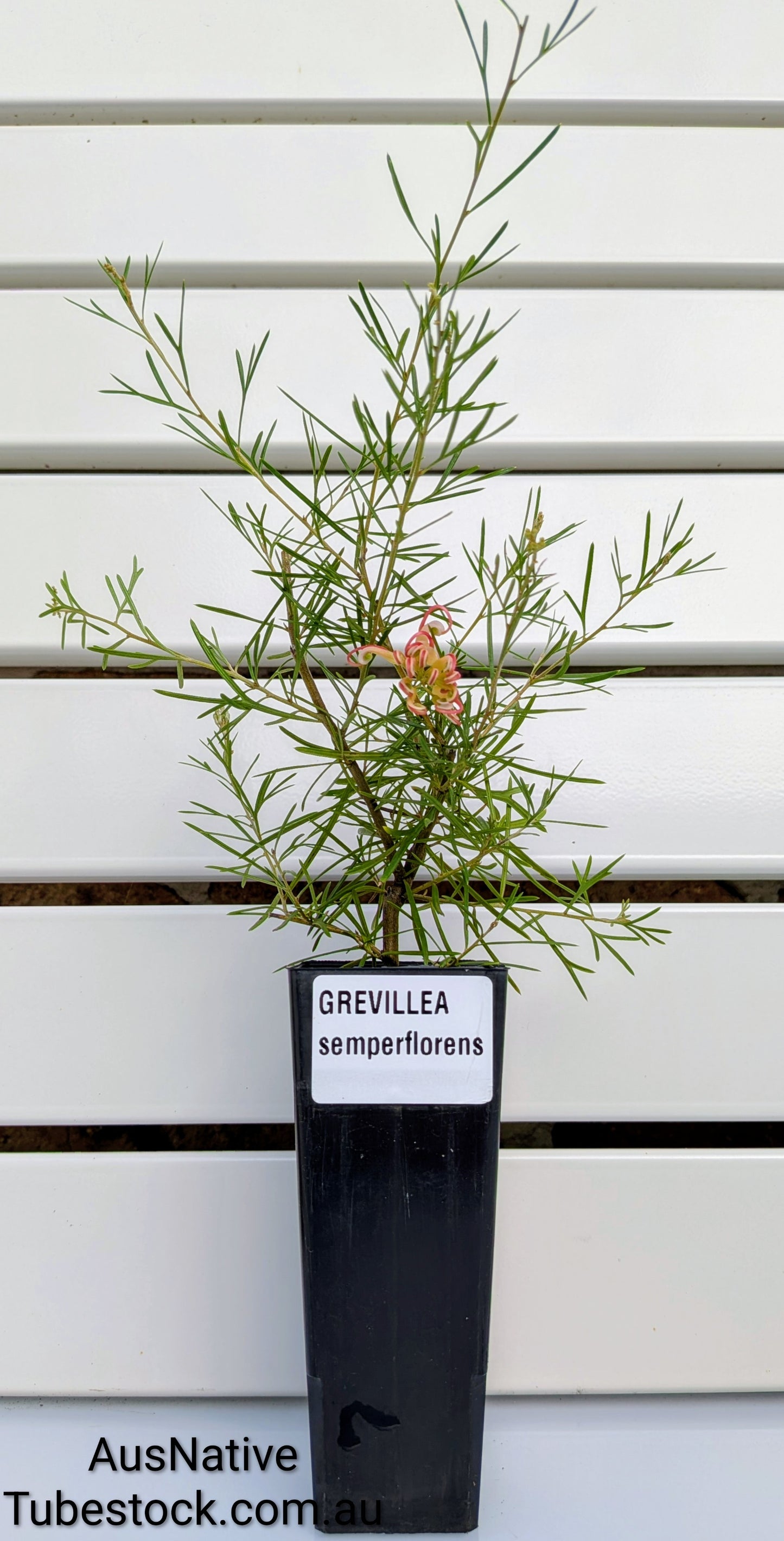 Grevillea semperflorens Tubestock (50mm x 120mm)