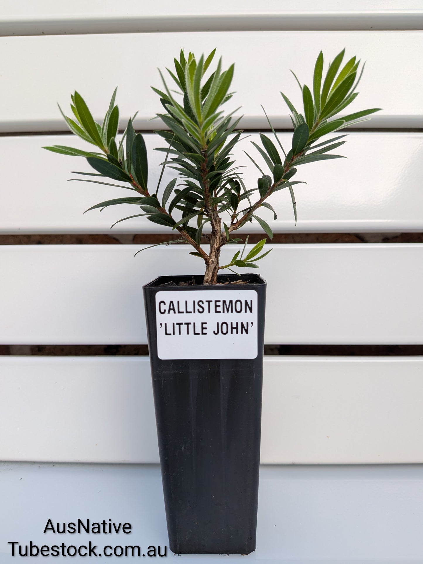 Callistemon 'Little John' Tubestock (50mm x 120mm)