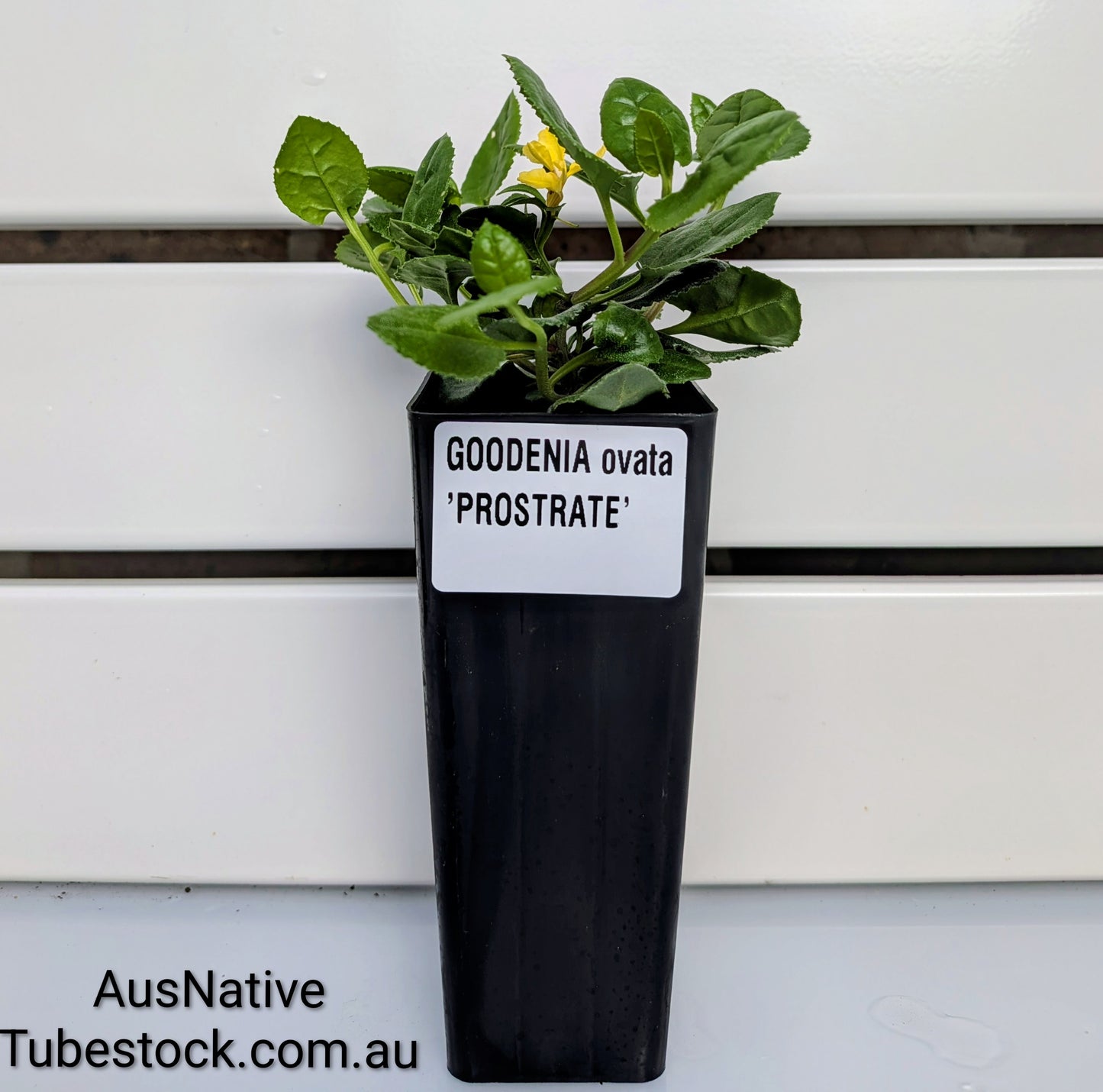 Goodenia ovata 'Prostrate' Tubestock (50mm x 120mm)