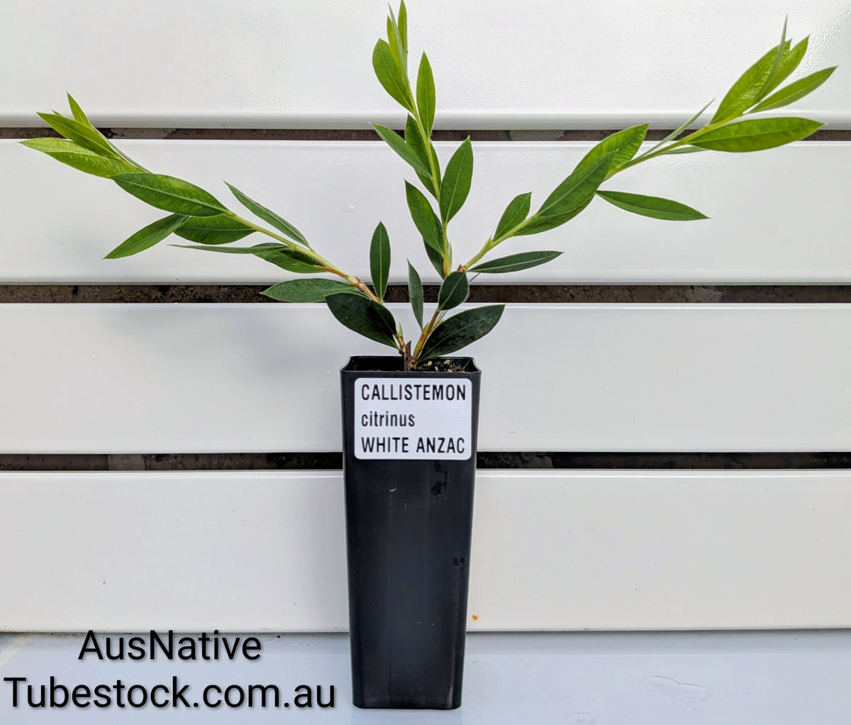 Callistemon 'White Anzac' Tubestock (50mm x 120mm)