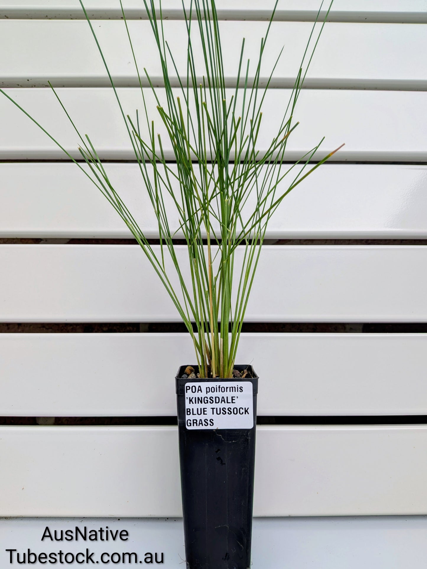 Poa poiformis 'Kingsdale' Tubestock (50mm x 120mm)