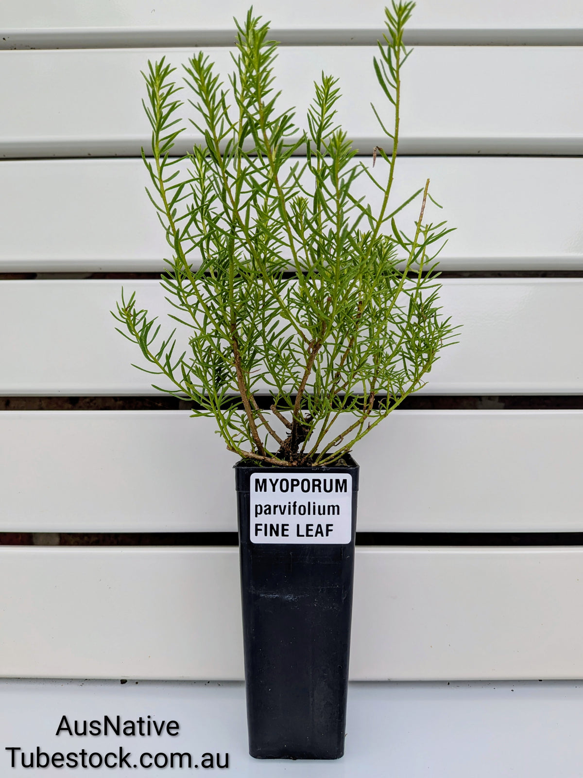 Myoporum 'Fine Leaf' Tubestock (50mm x 120mm)