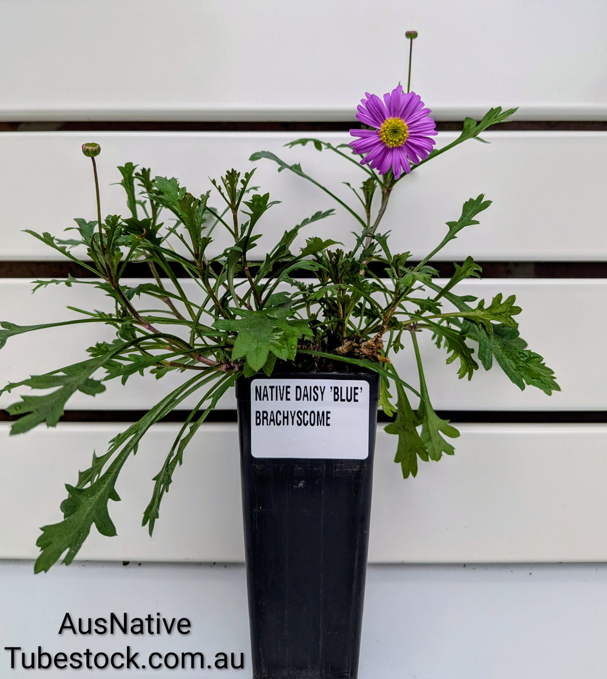 Native Daisy 'Blue' Tubestock (50mm x 120mm)