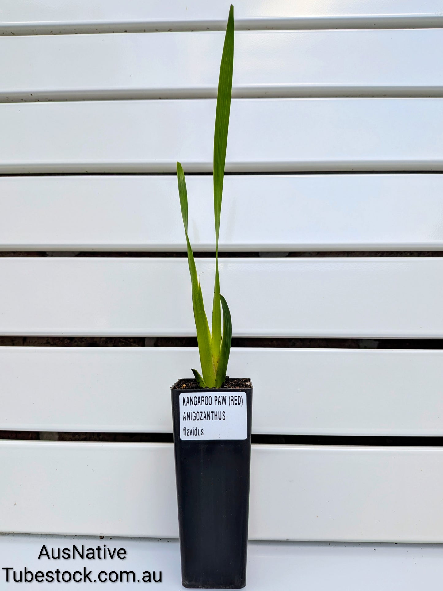 Kangaroo Paw 'Red' Tubestock (50mm x 120mm)