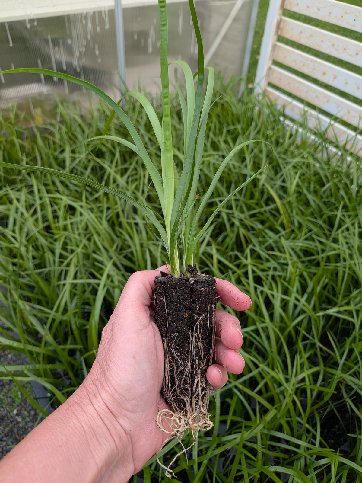 Lomandra hystrix Forestry tray (40 Cell)