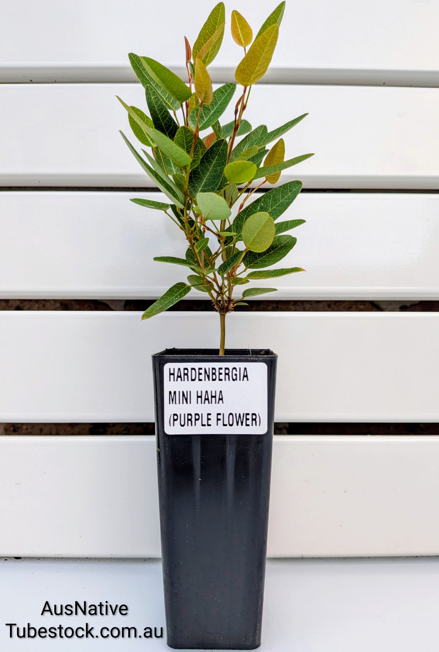 Hardenbergia violacea 'Mini HaHa' Tubestock (50mm x 120mm)