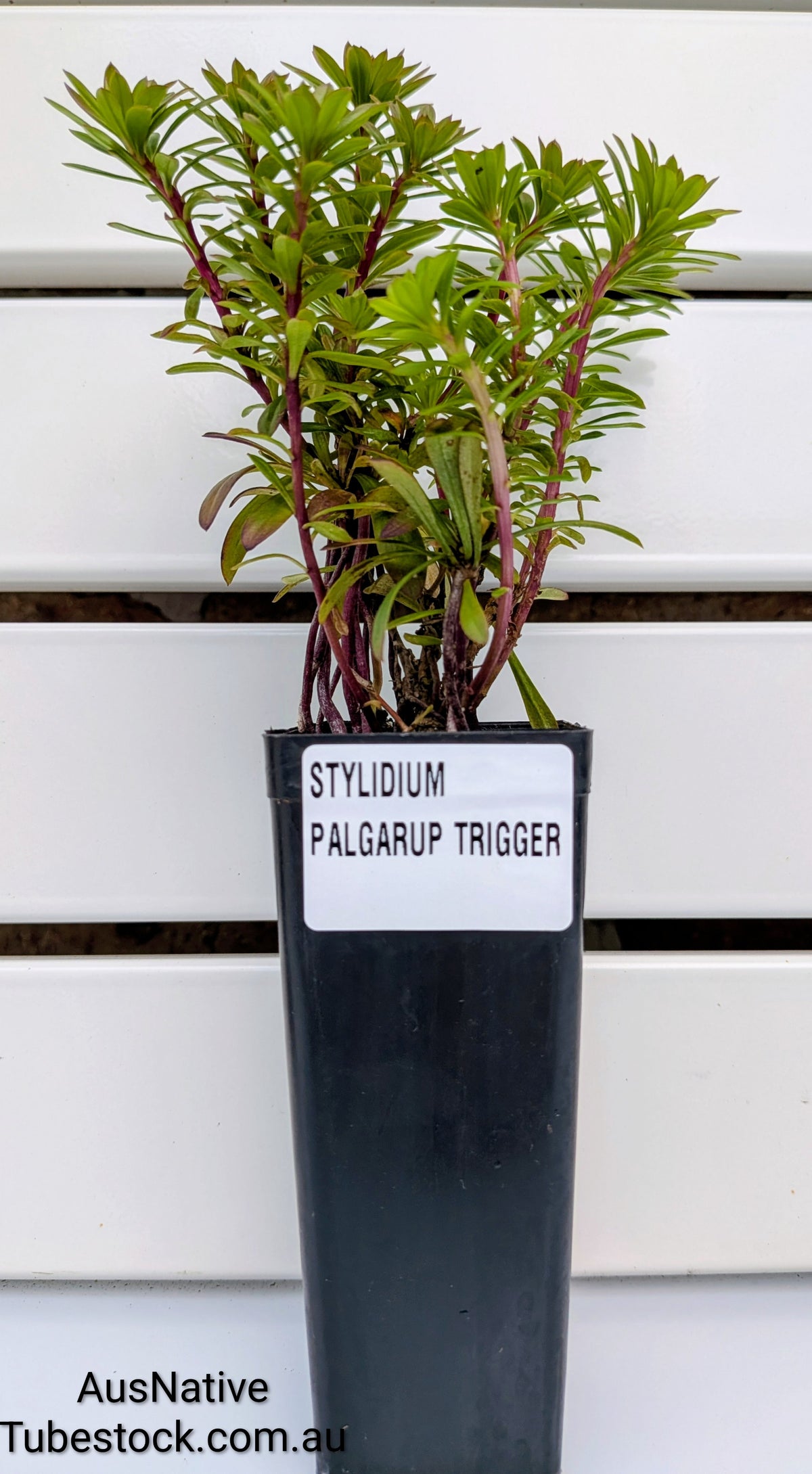 Stylidium 'Palgarup Trigger' Tubestock (50mm x 120mm)