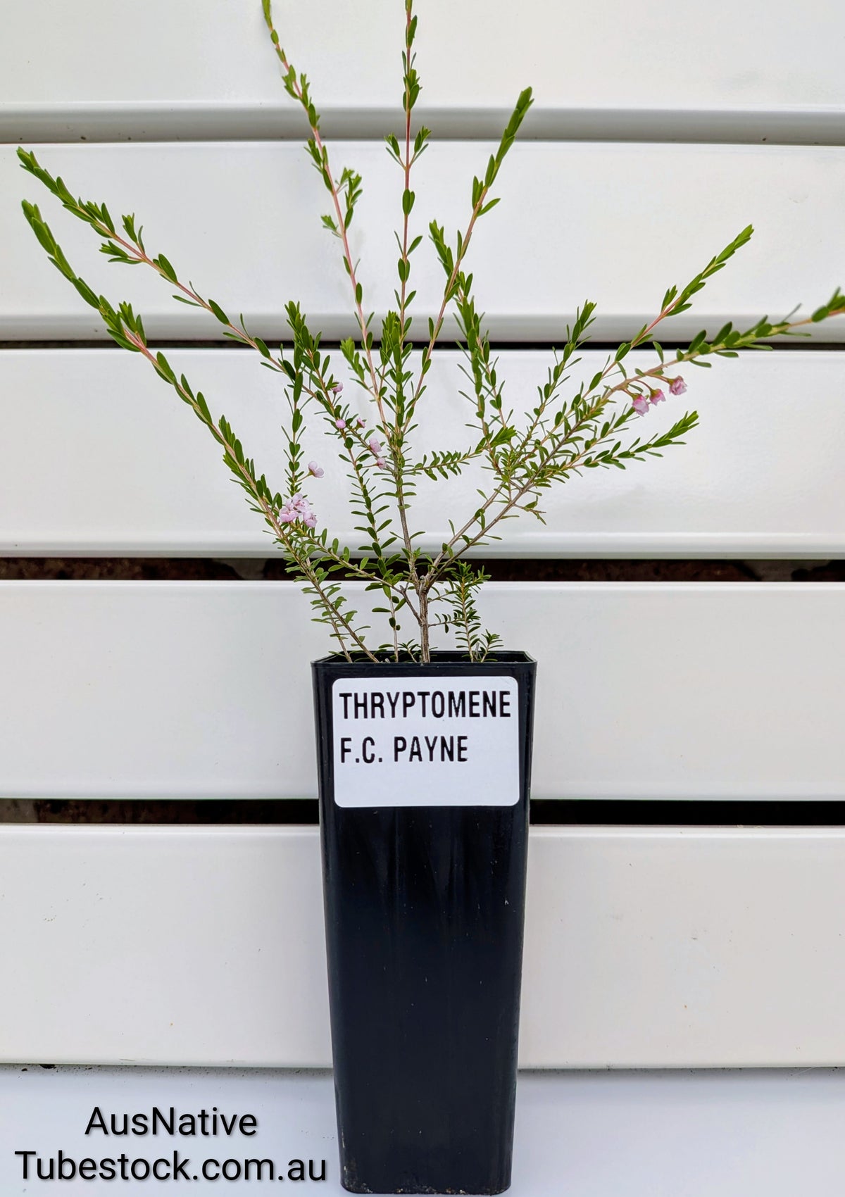 Thryptomene 'F.C Payne' Tubestock (50mm x 120mm)