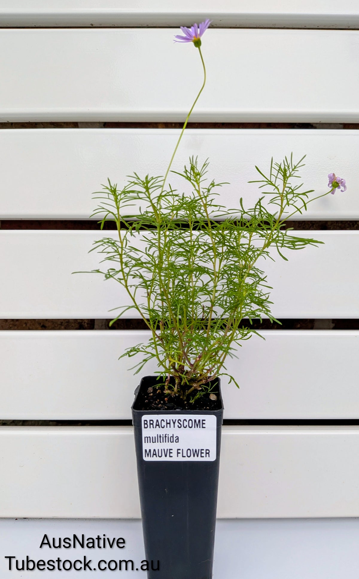 Native Daisy 'Mauve' Tubestock (50mm x 120mm)