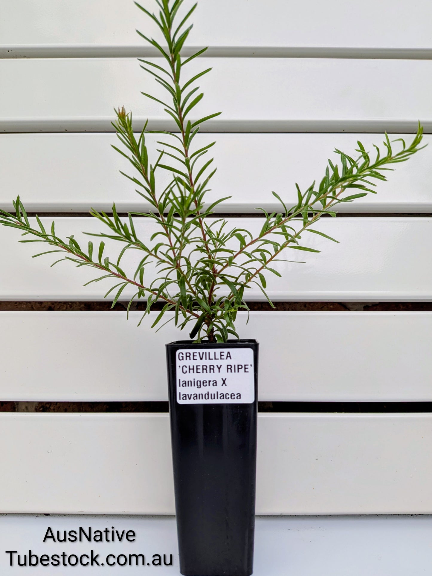 Grevillea 'Cherry Ripe' Tubestock (50mm x 120mm)