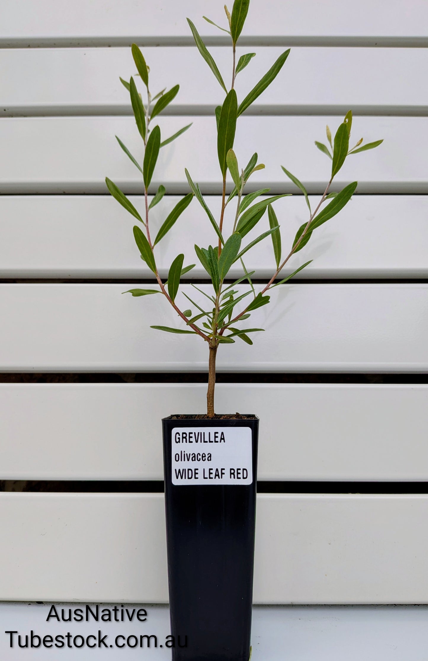 Grevillea 'Wide Leaf Red' Tubestock (50mm x 120mm)