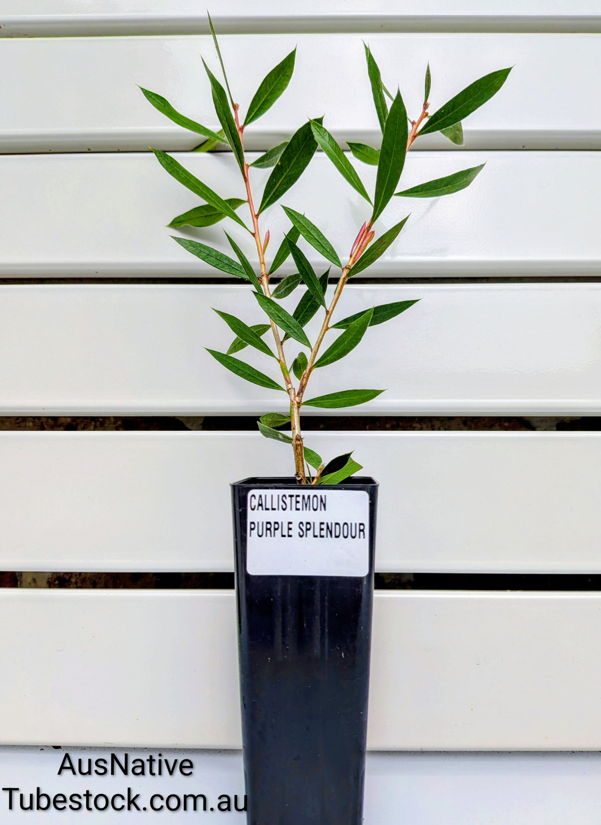 Callistemon 'Purple Splendour' Tubestock (50mm x 120mm)
