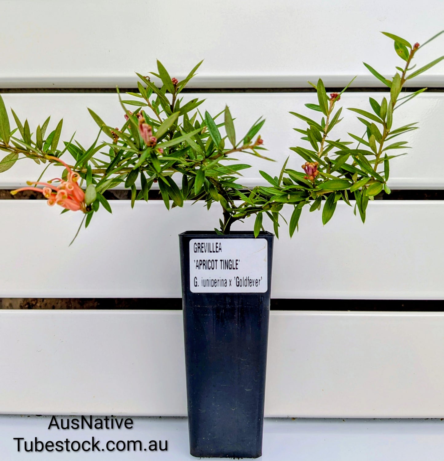 Grevillea 'Apricot Tingle' Tubestock (50mm x 120mm)