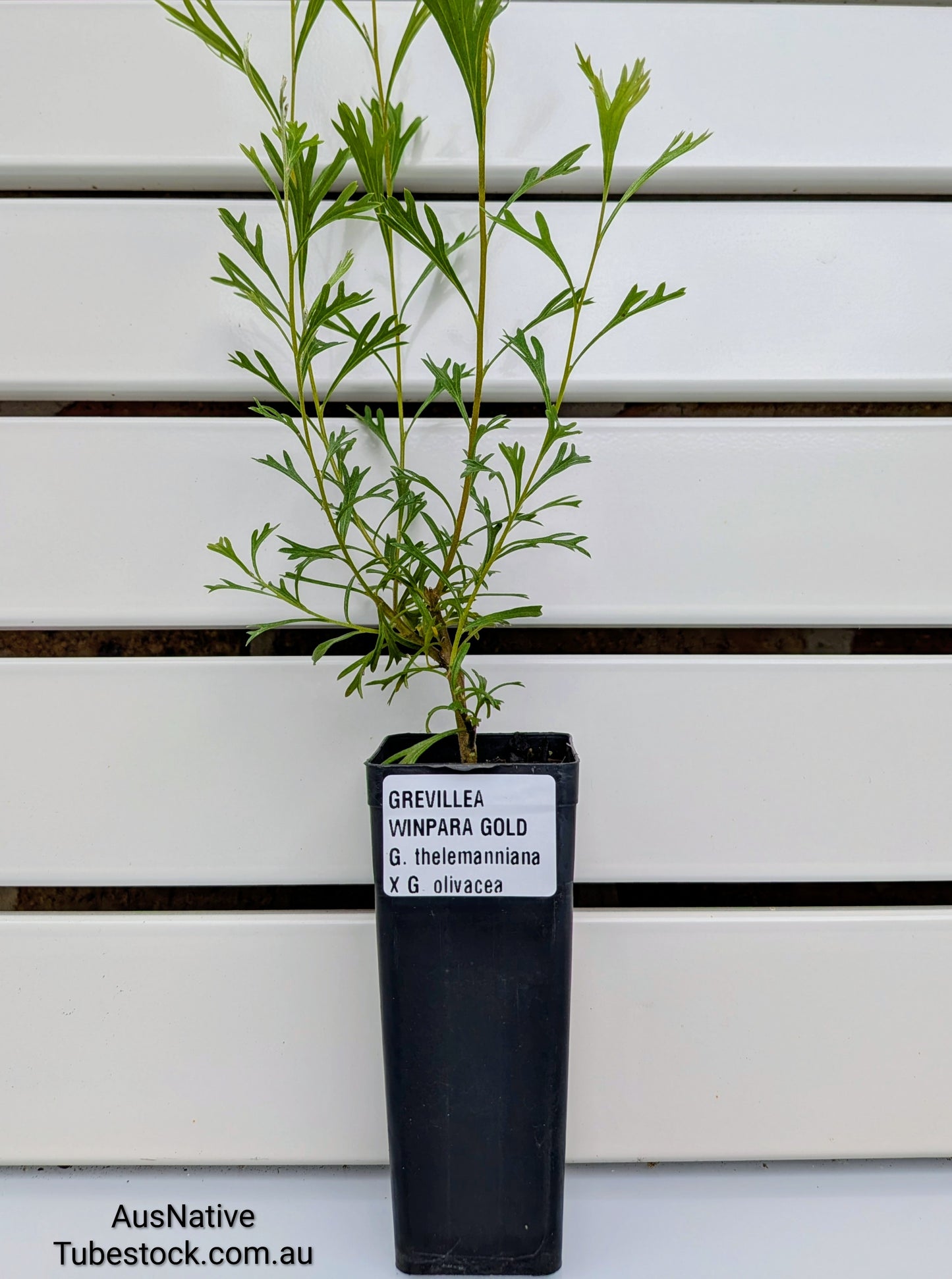 Grevillea 'Winpara Gold' Tubestock (50mm x 120mm)