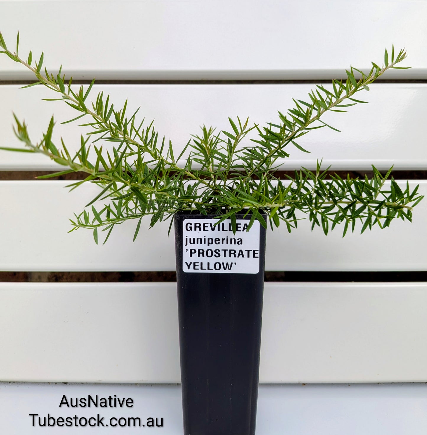 Grevillea juniperina 'Prostrate Yellow' Tubestock (50mm x 120mm)