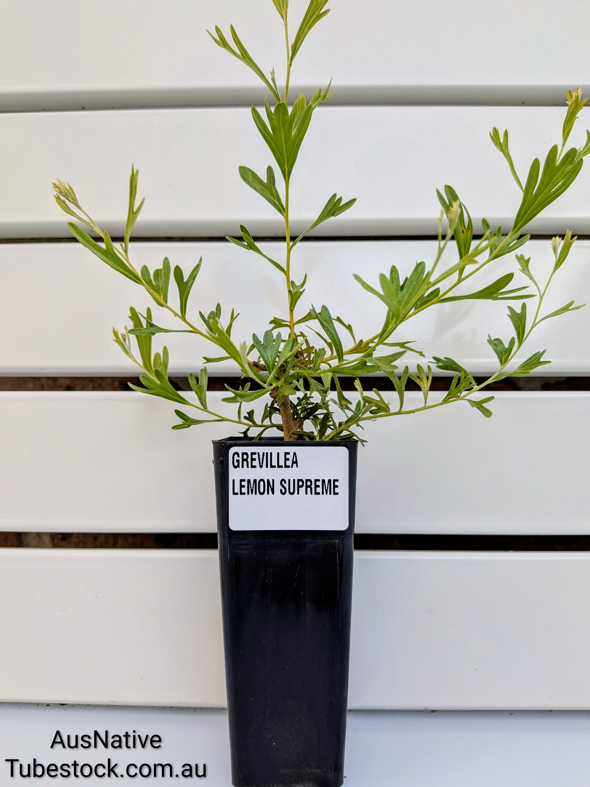 Grevillea 'Lemon Supreme' Tubestock (50mm x 120mm)