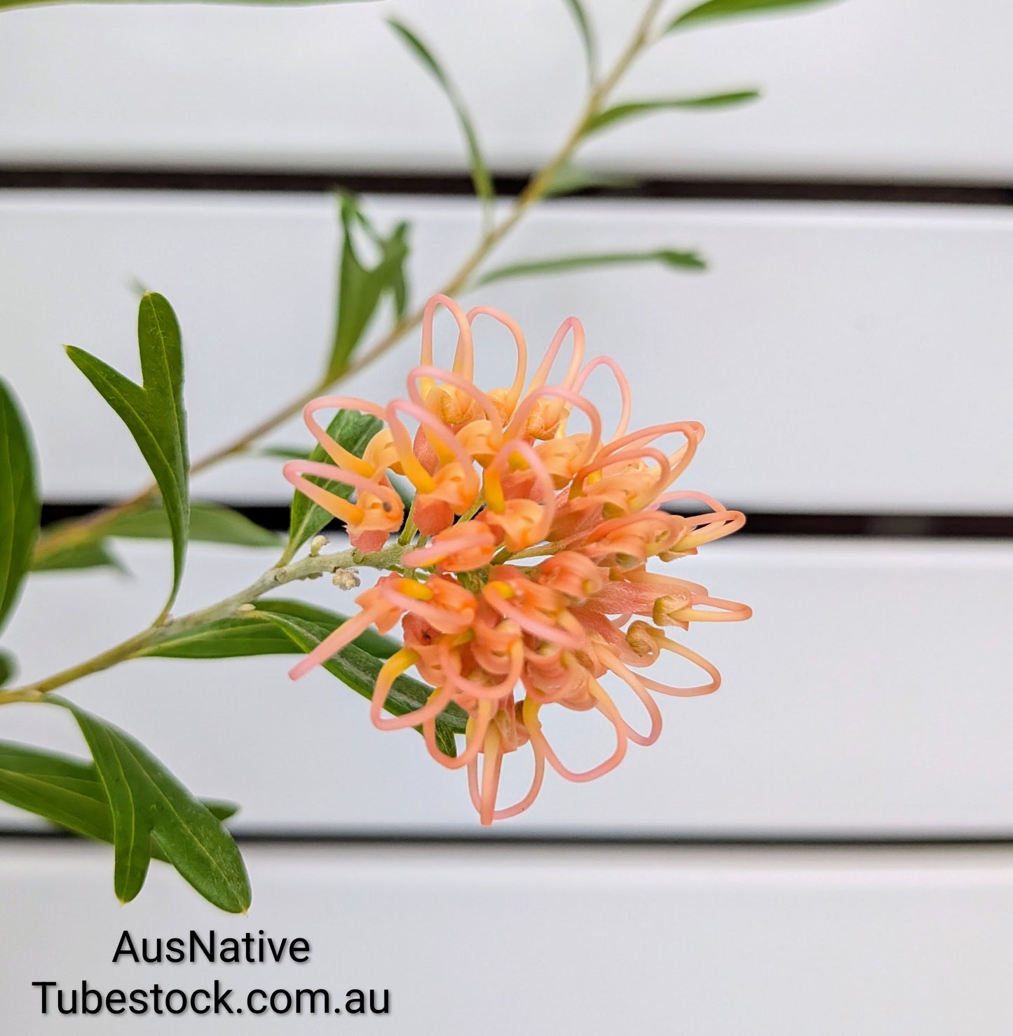 Grevillea 'Apricot Glow' Tubestock (50mm x 120mm)