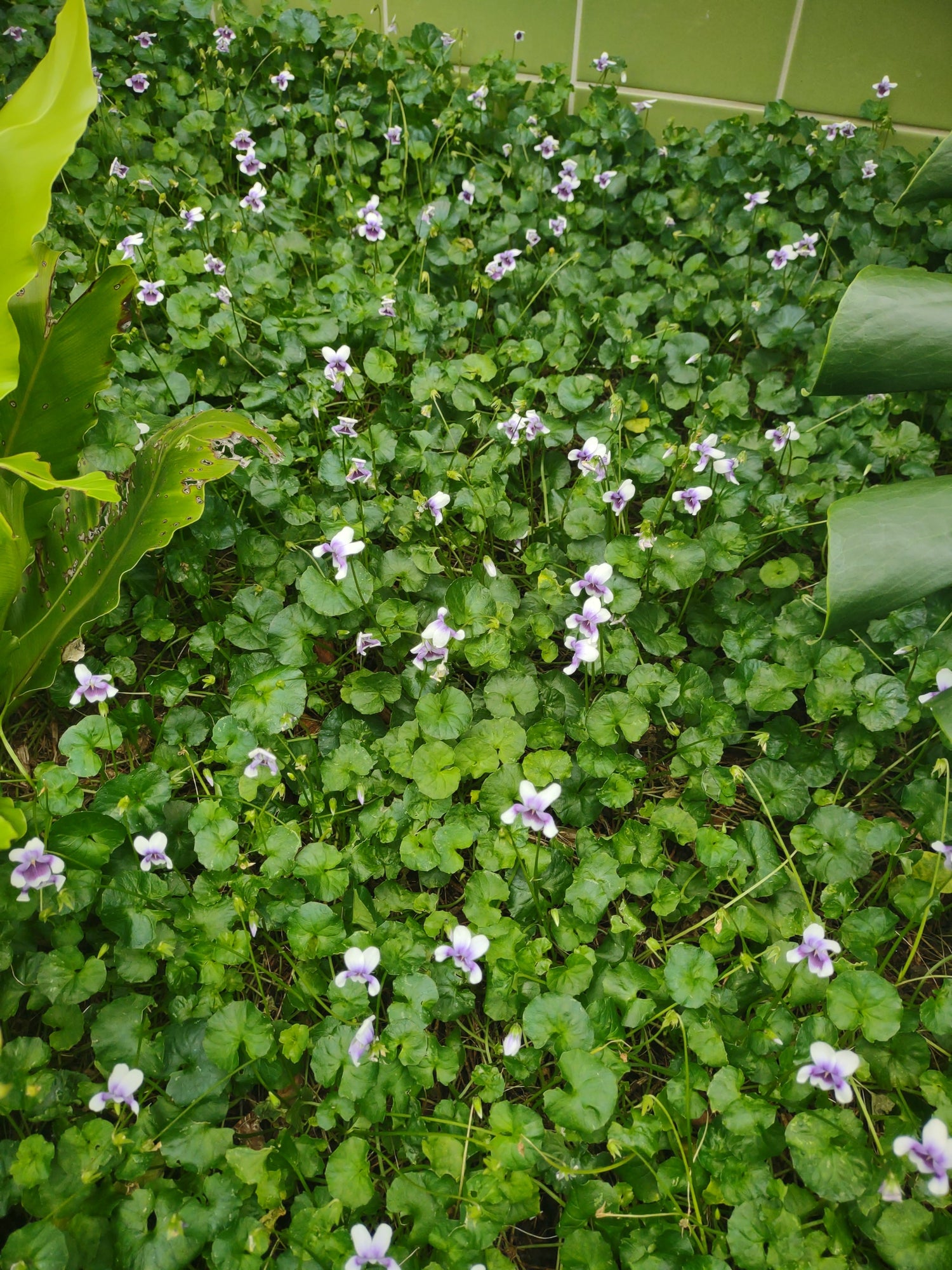 GROUNDCOVER
