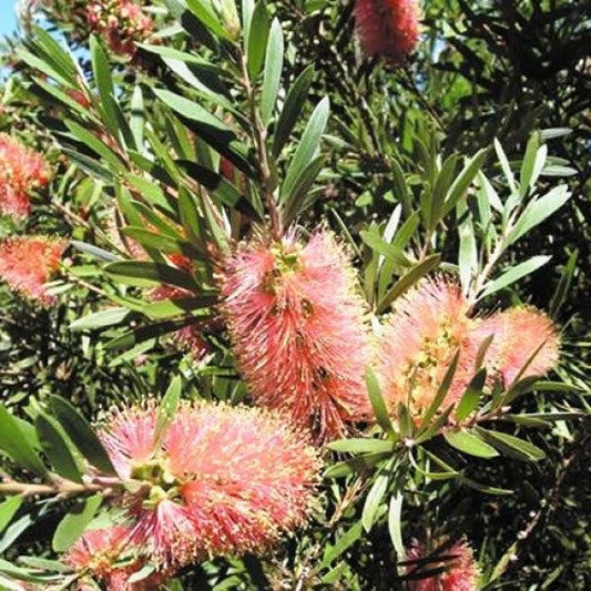 Callistemon 'Pink Champagne' Tubestock (50mm x 120mm)