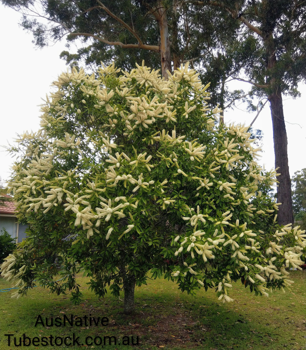 Ivory Curl Tree Tubestock (50mm x 120mm)
