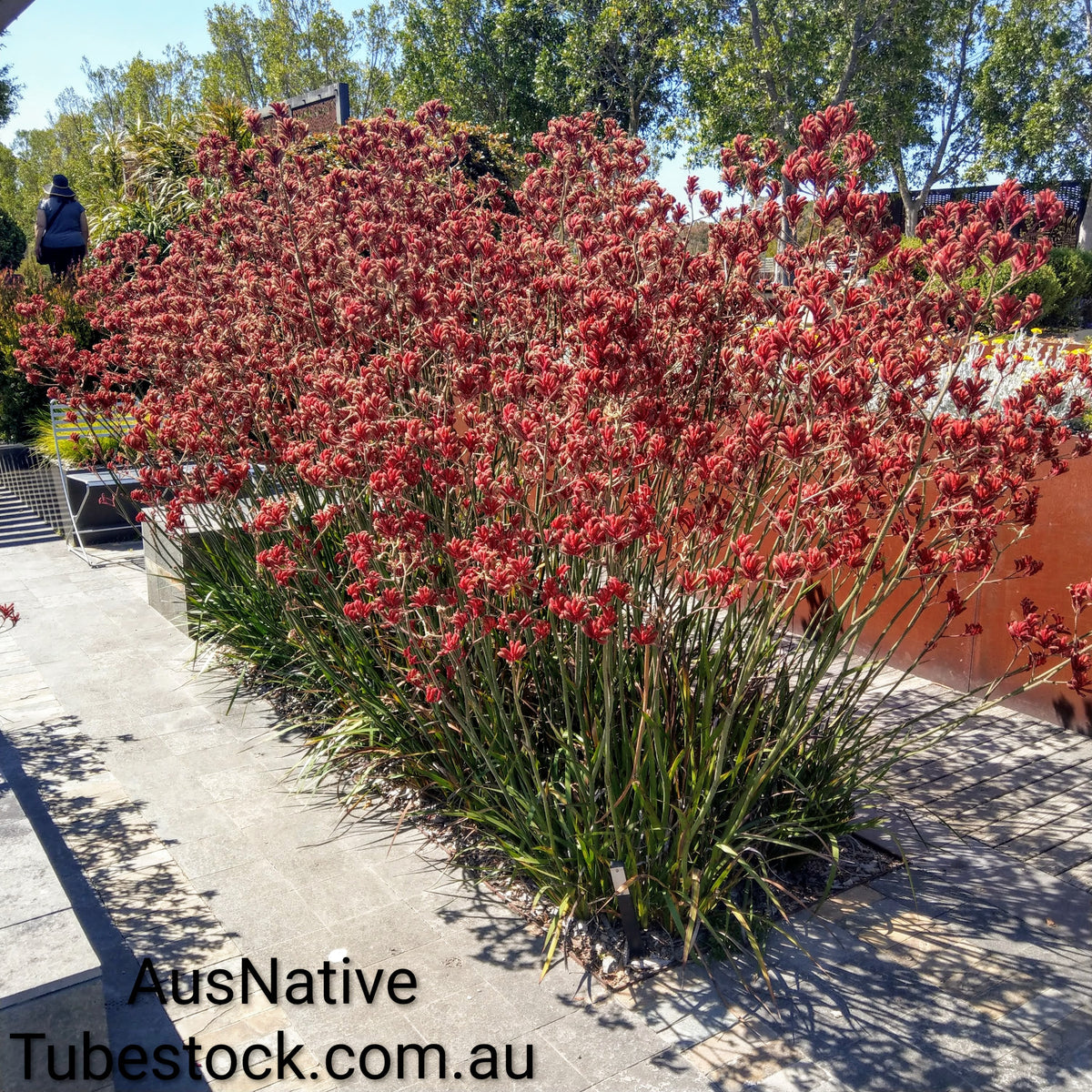 Kangaroo Paw 'Red' Tubestock (50mm x 120mm)