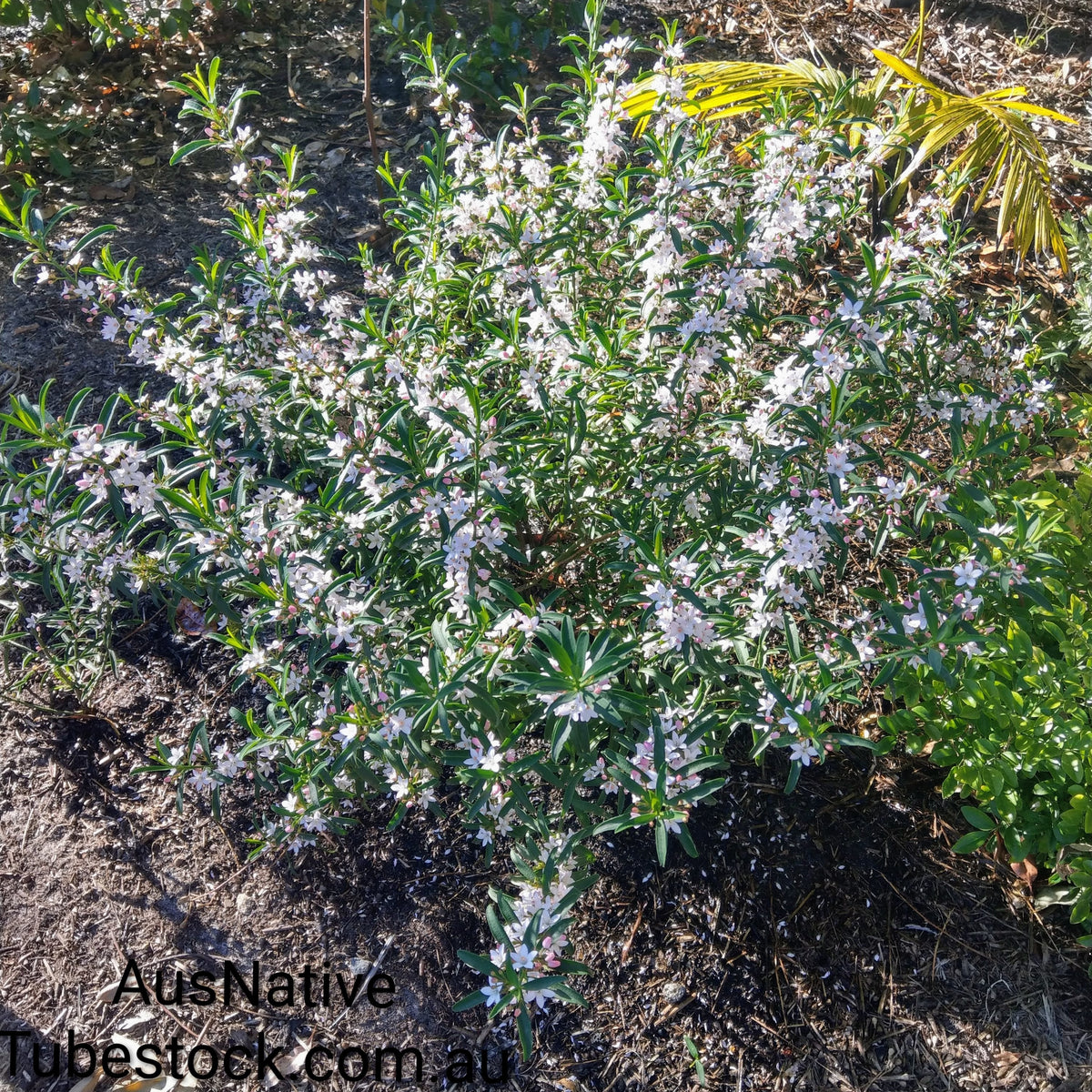 Philotheca 'Flower Girl' Tubestock (50mm x 120mm)