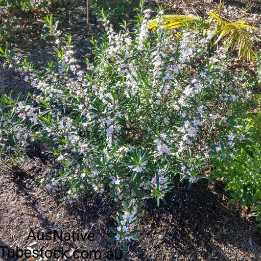 Philotheca 'Flower Girl' Tubestock (50mm x 120mm)
