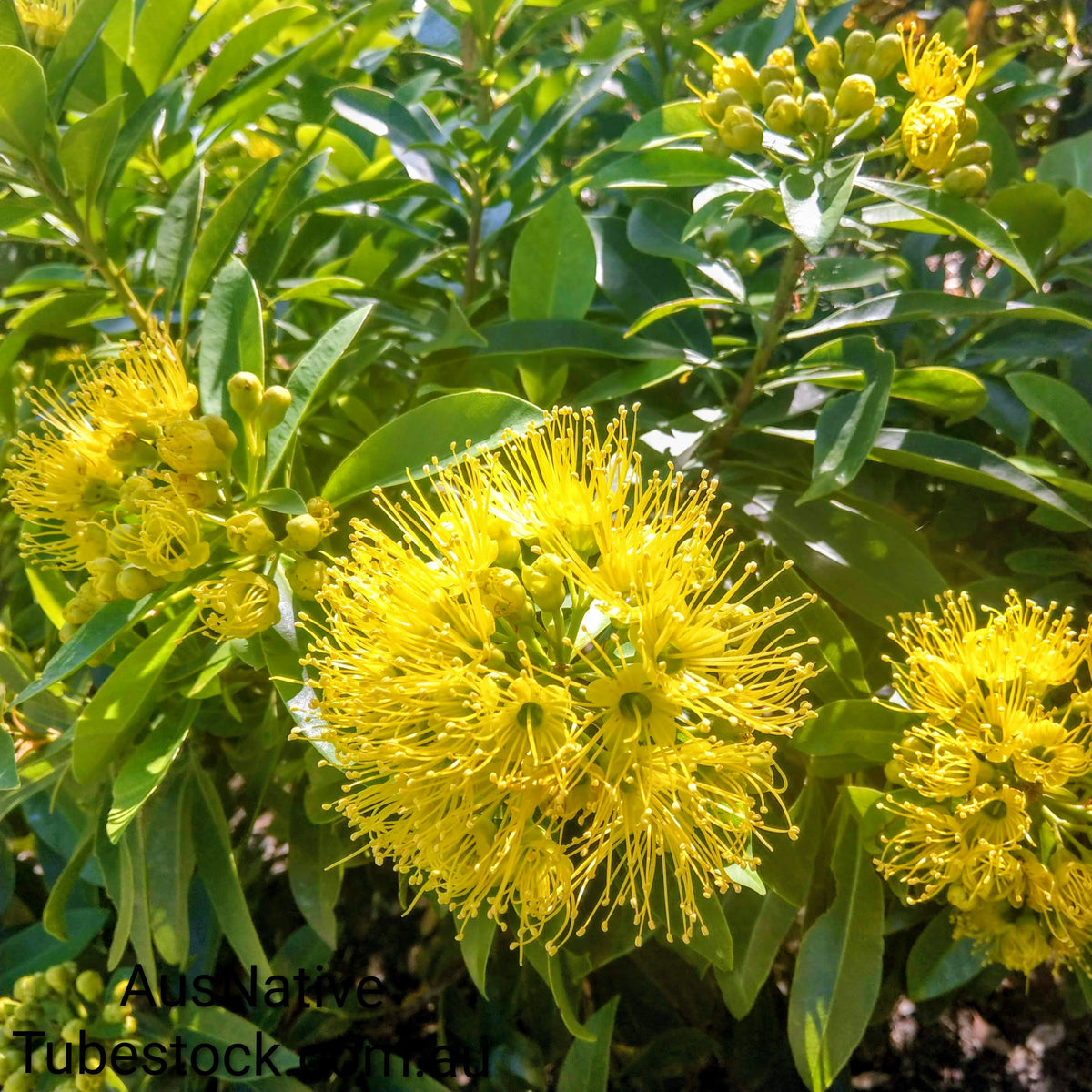Golden Penda Dwarf 'Fairhills Gold' Tubestock (50mm x 120mm)