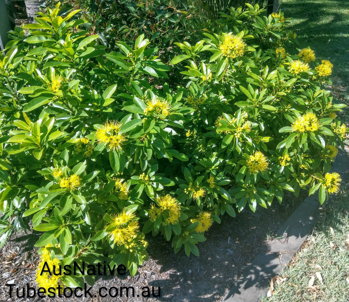 Golden Penda Dwarf 'Fairhills Gold' Tubestock (50mm x 120mm)